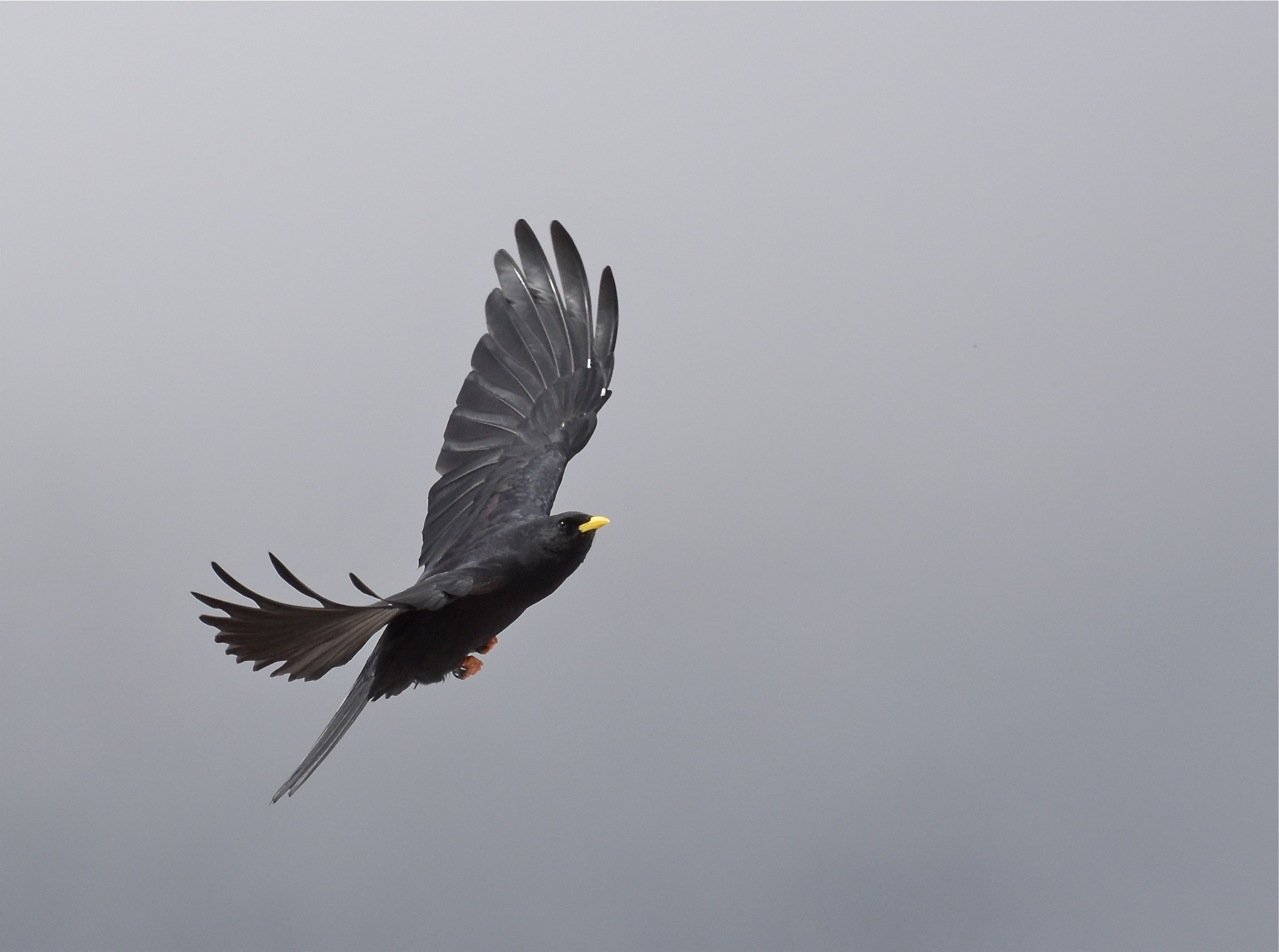 Alpine chough