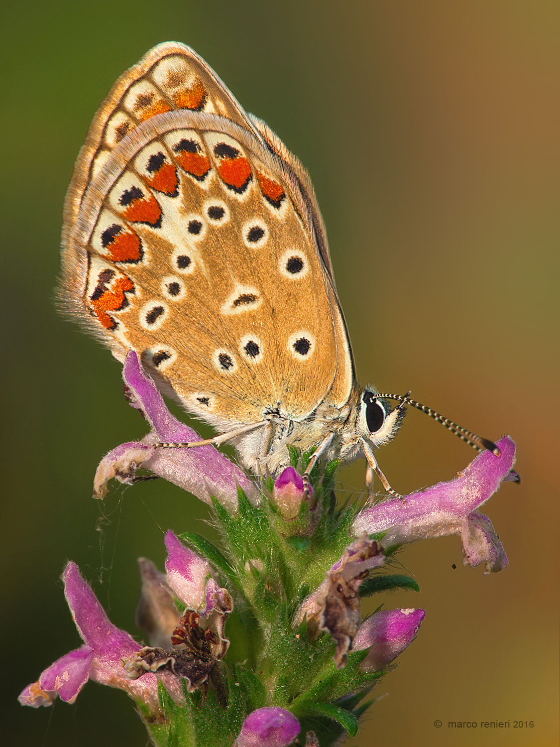 Aricia agestis
