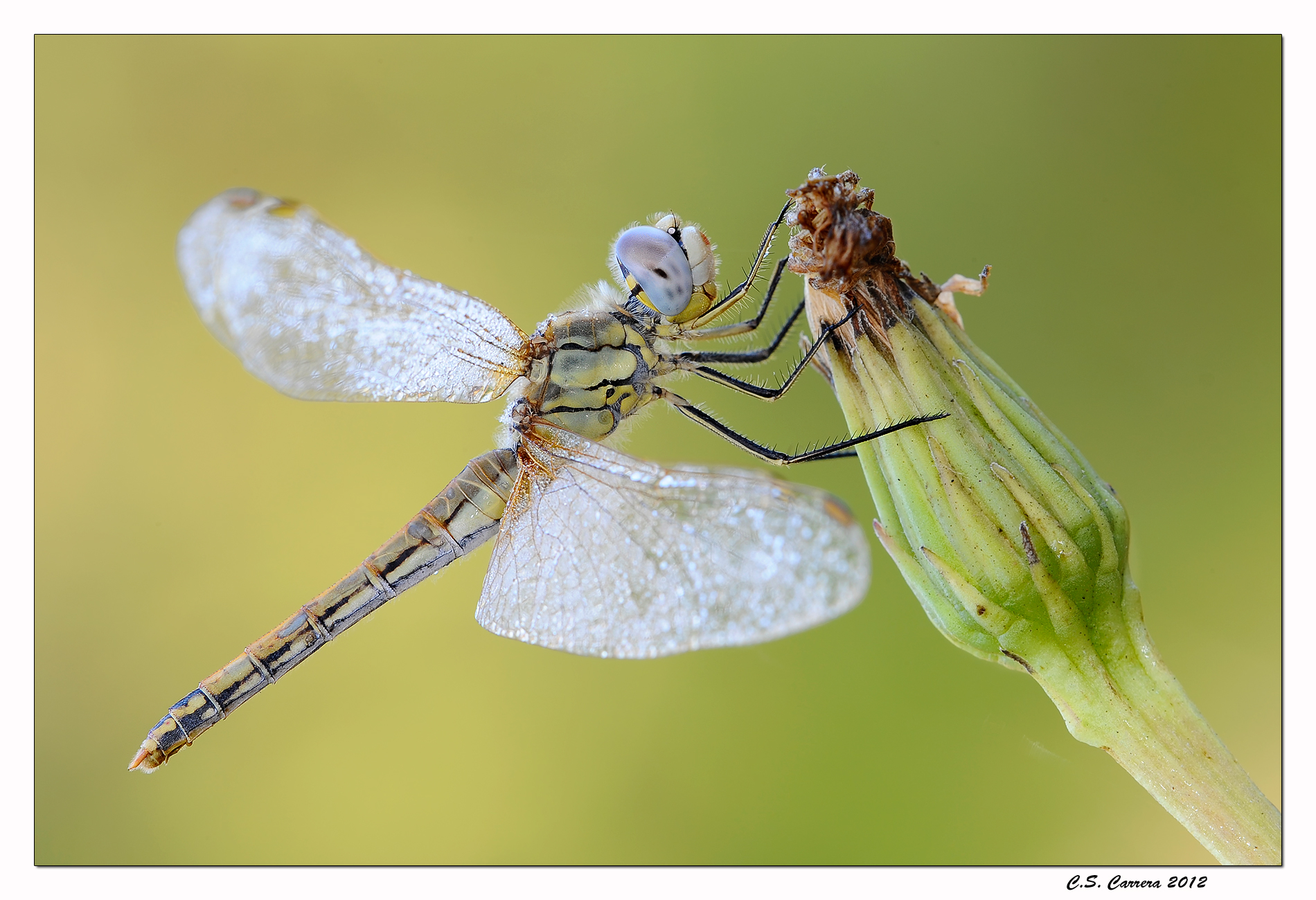Sympetrum fonscolombii female