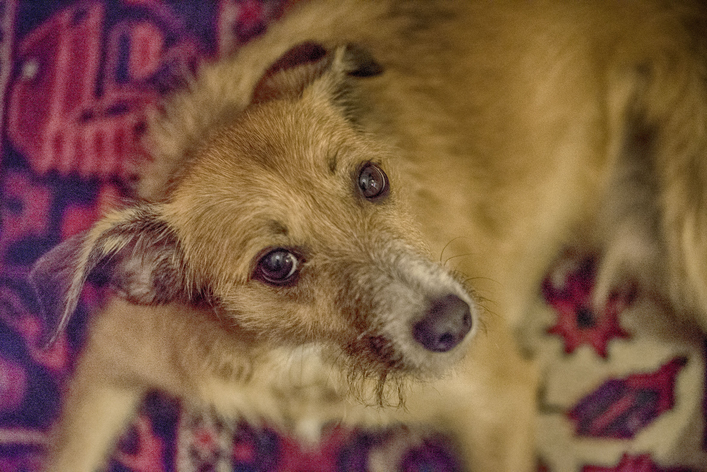 modello restio ma tanto carino..