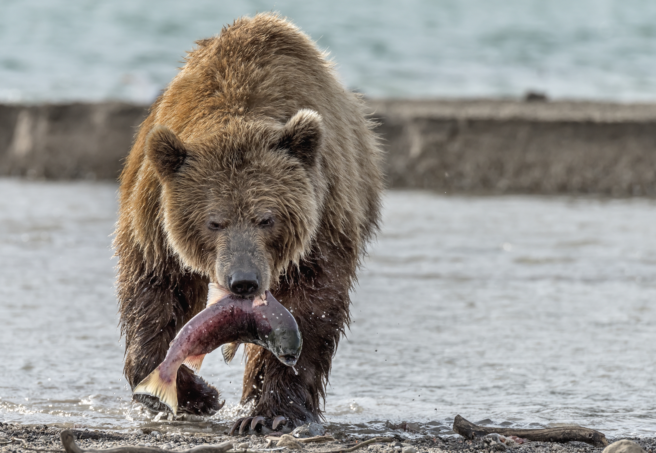 Kamchatka 2016 - Fishing