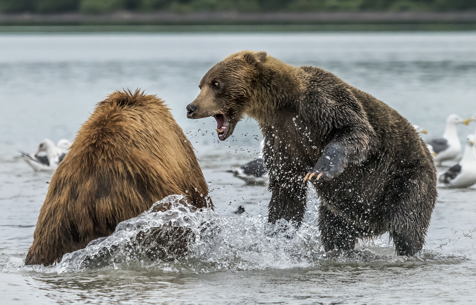 Kamchatka 2016 - Lavata di capo