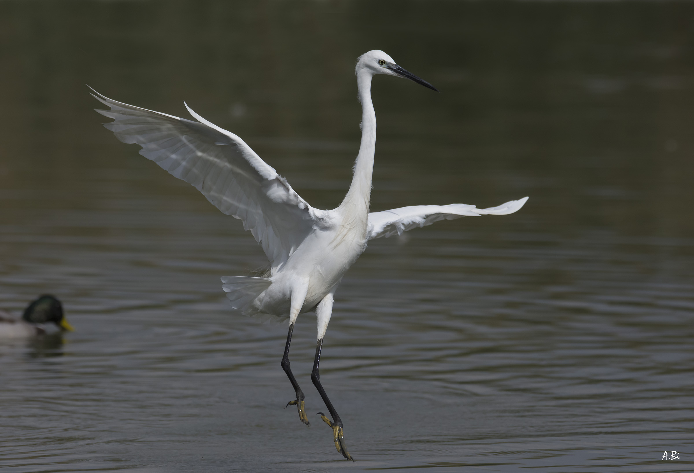 A passo di danza sull'acqua