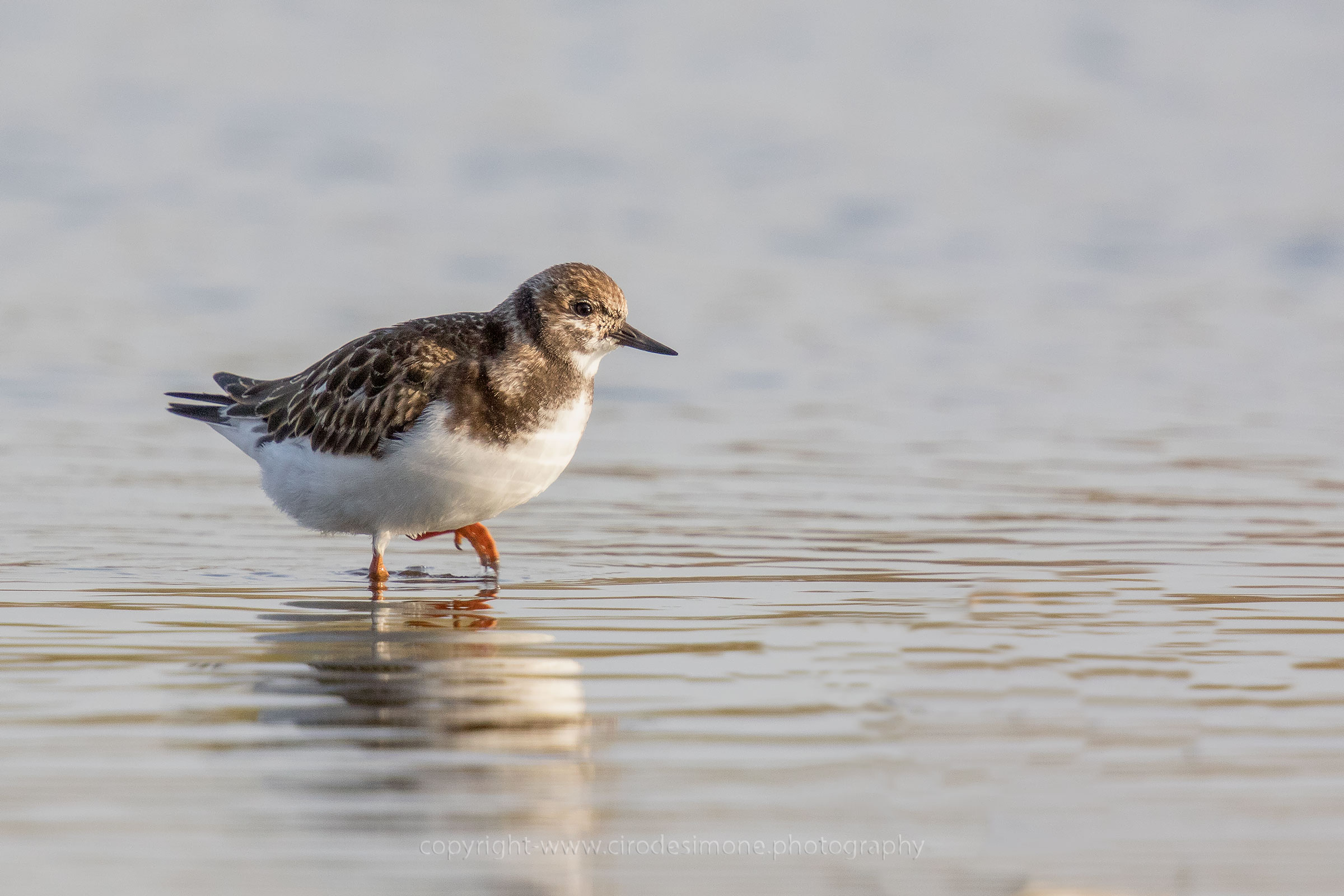 Turnstone