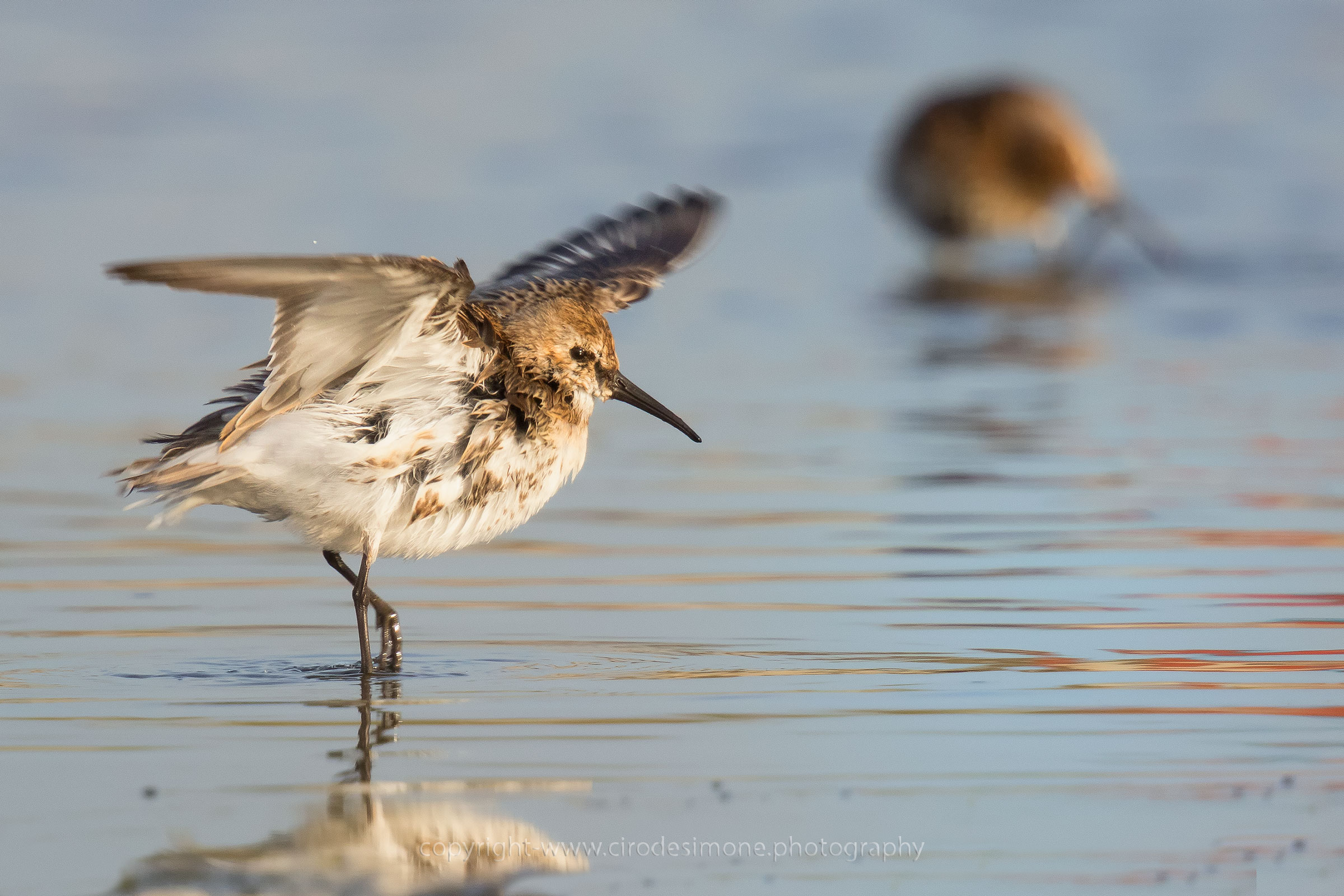 dunlin