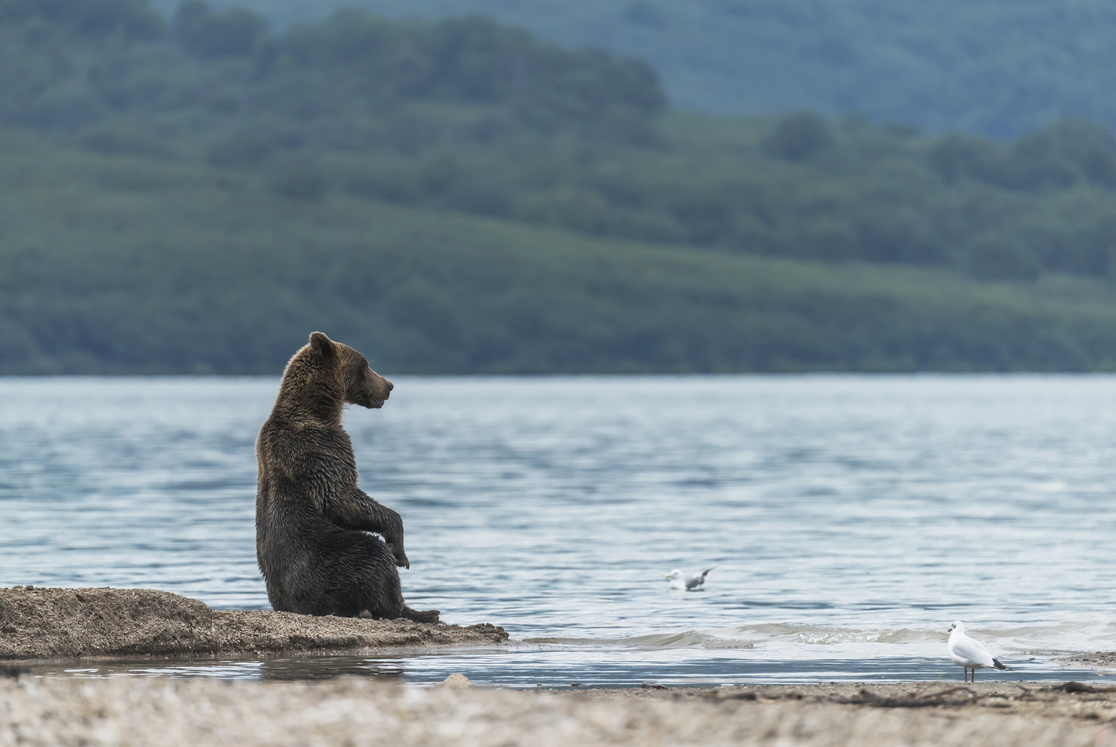 Kamchatka 2016 - Contemplazione