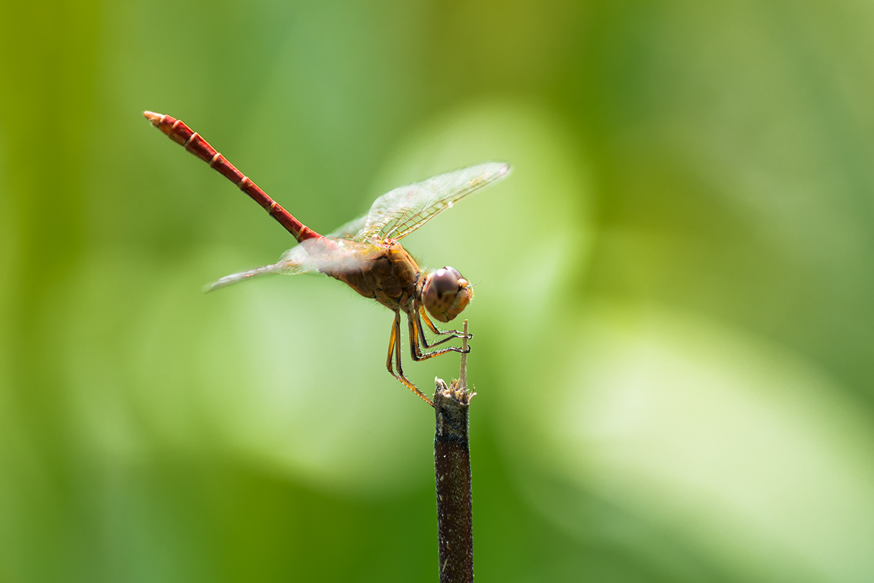Dragonfly