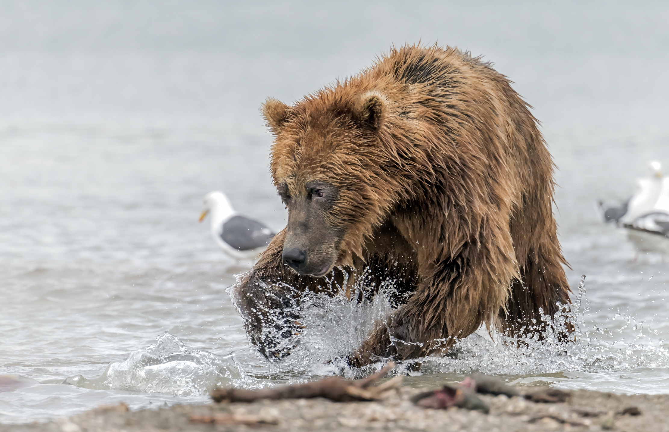 Kamchatka 2016 - Ti prendo!!