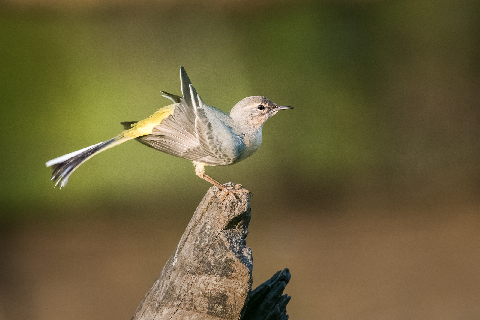 Grey wagtail