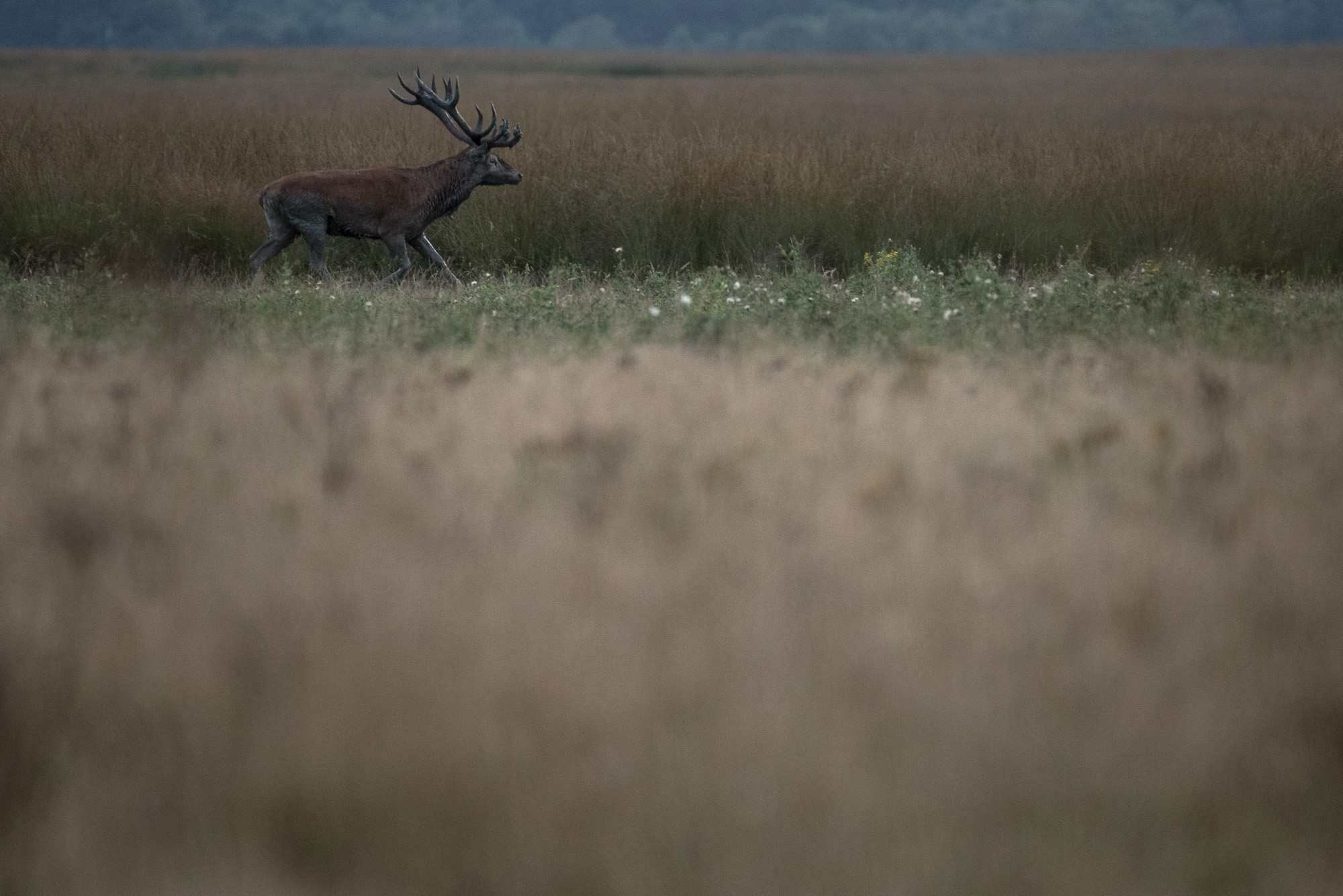 Bramito all'imbrunire