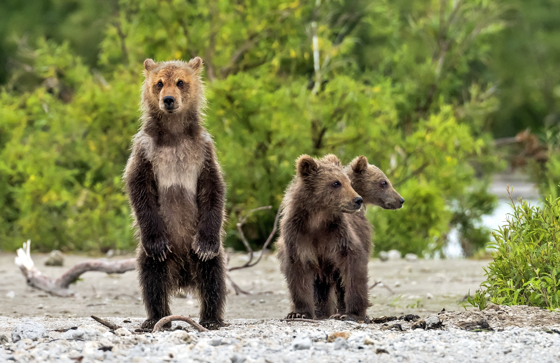 Kamchatka 2016 - In attesa