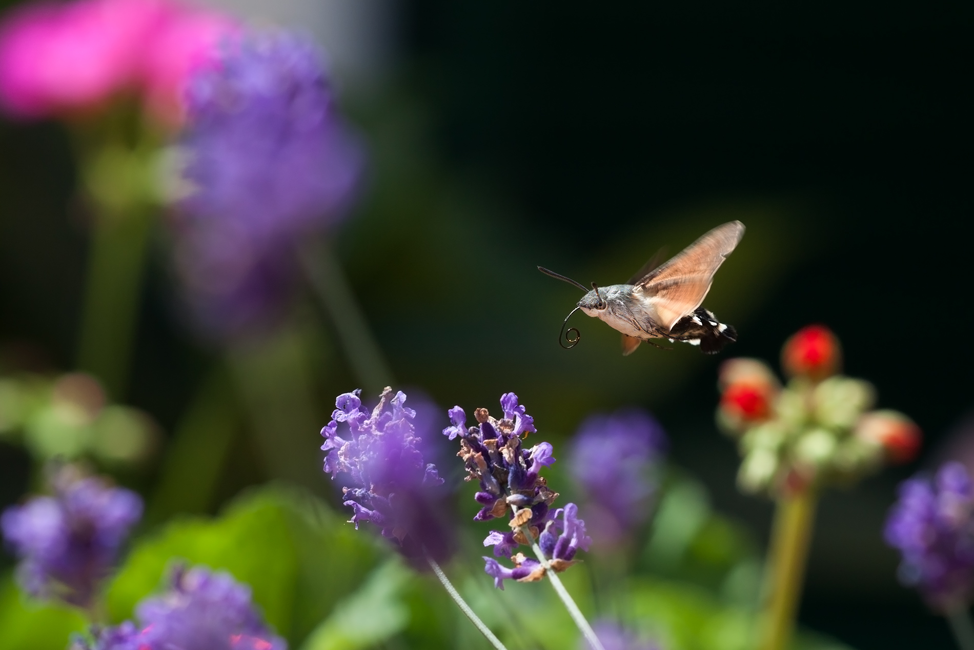 macroglossum in volo