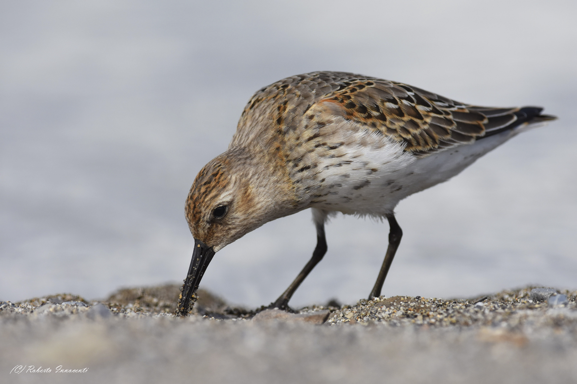 Piovenello pancianera.