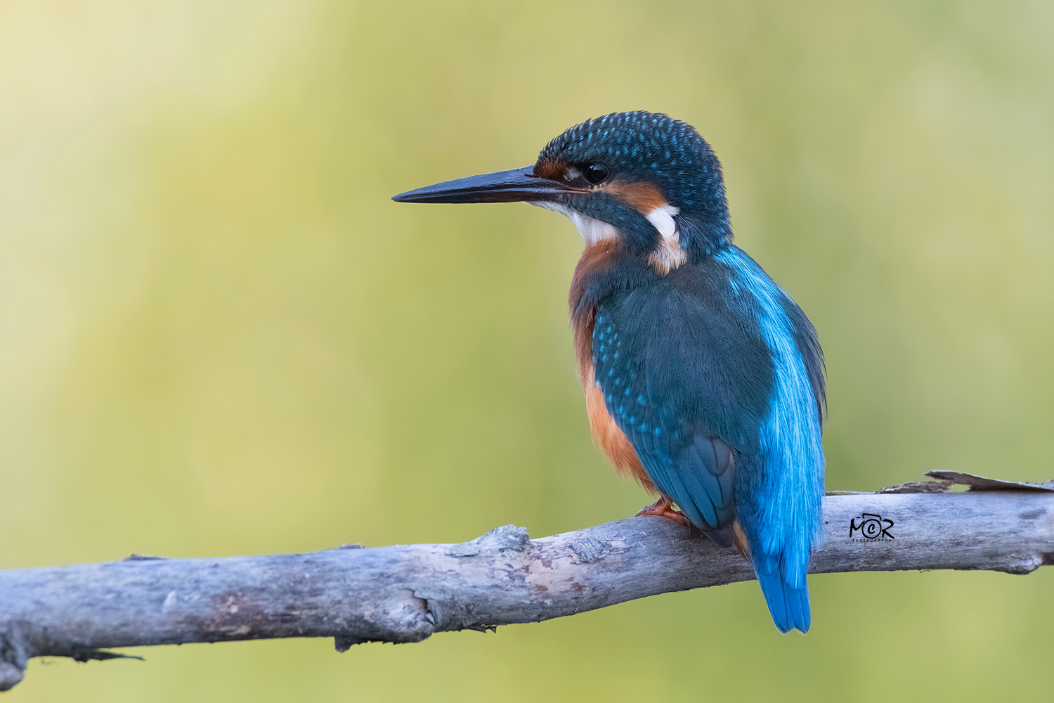 Kingfisher Common (Alcedo atthis)