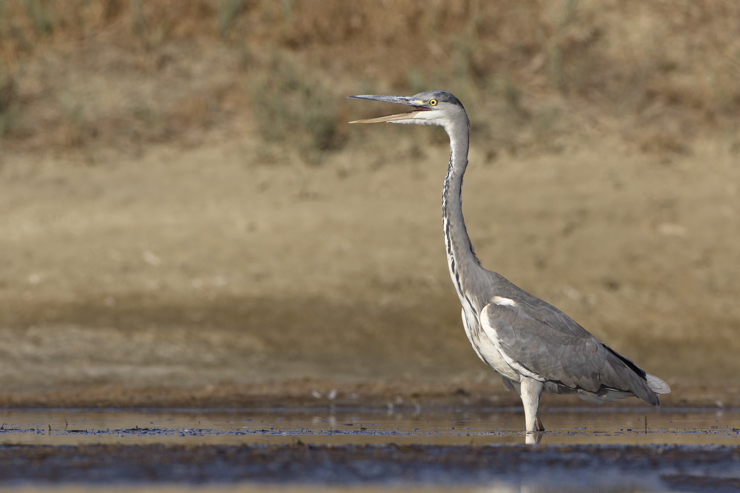Mobile shelter, late morning