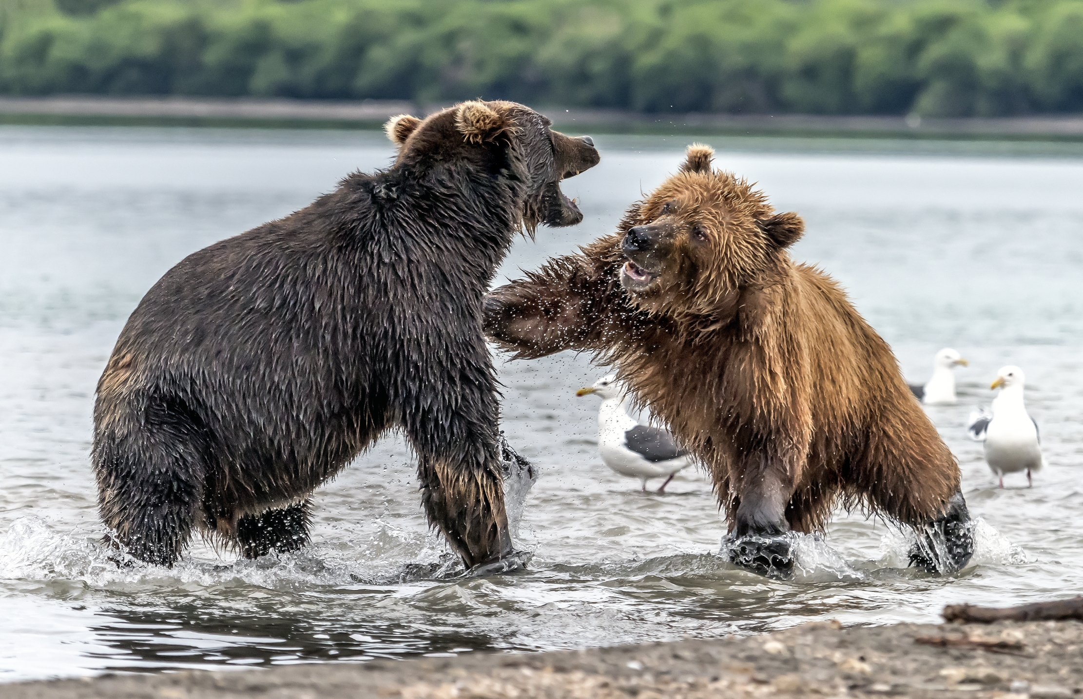 Kamchatka 2016 - Discussioni