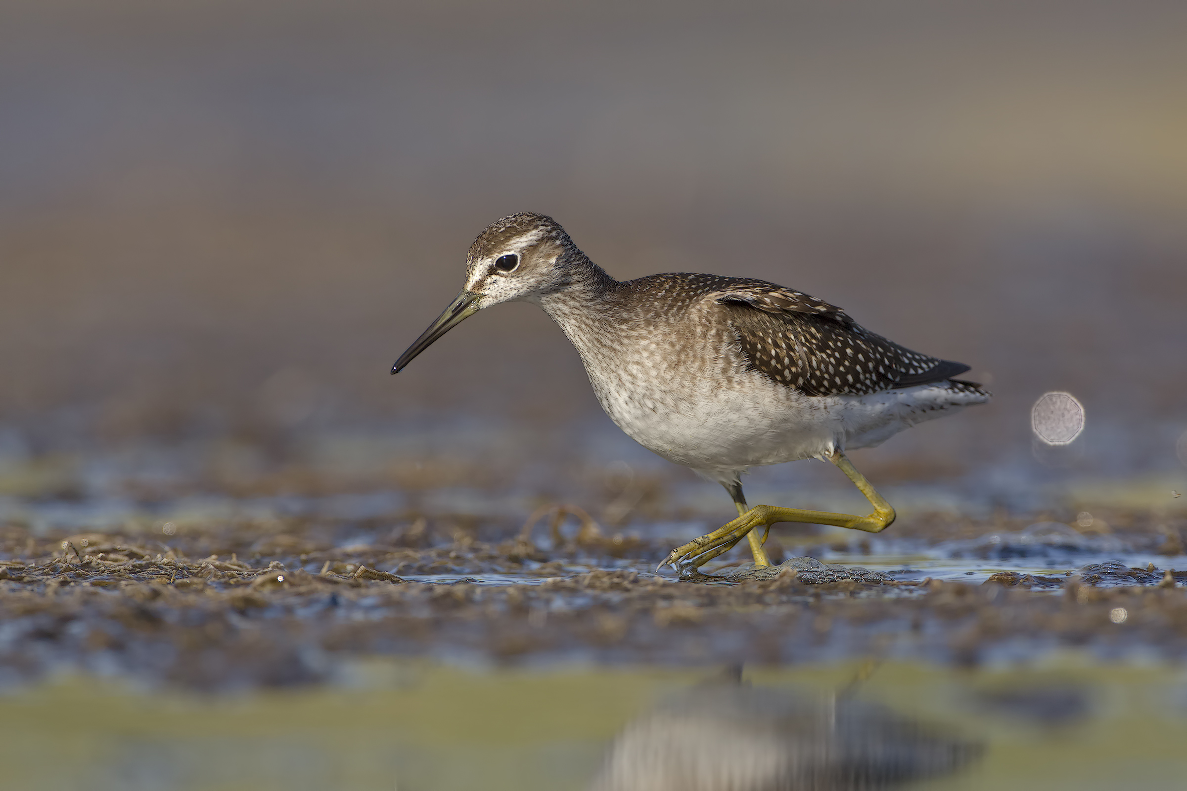 Wood Sandpiper