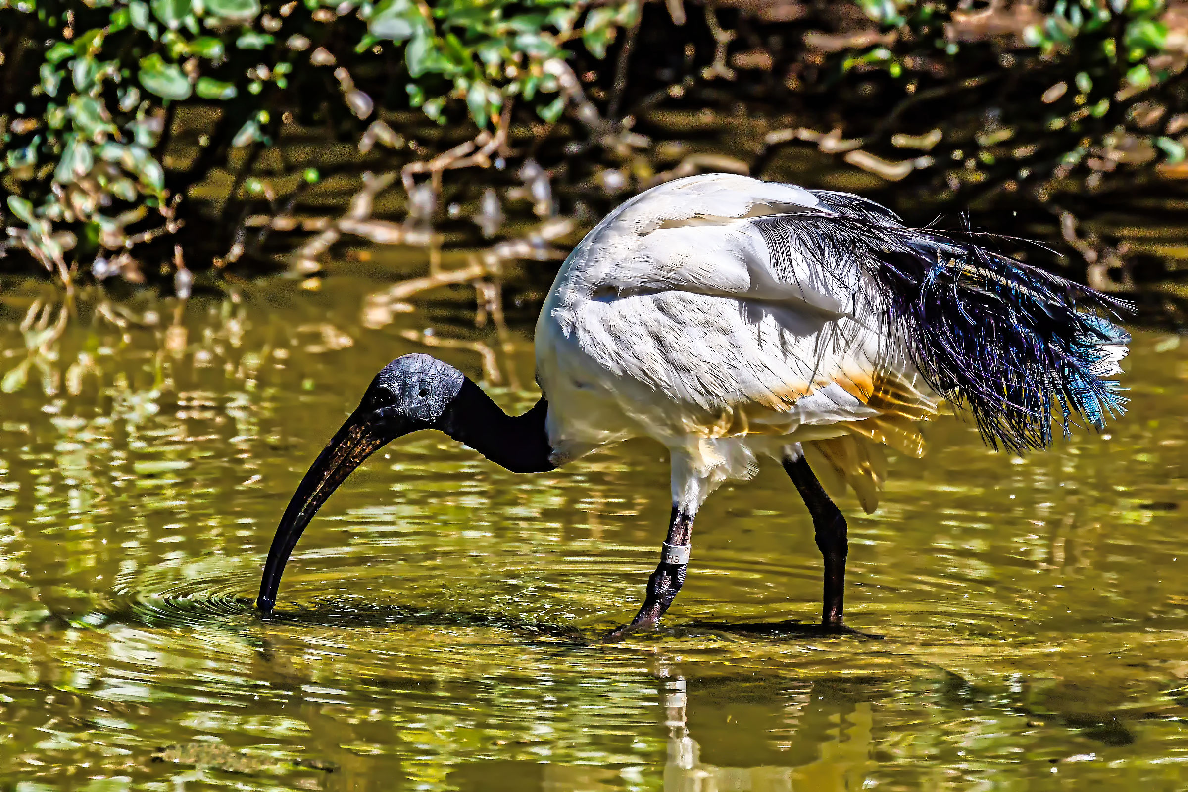 Ibis