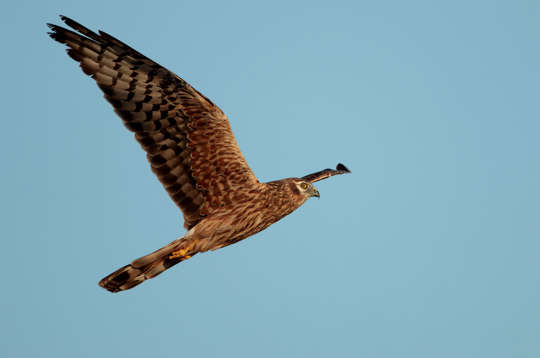 Albanella minore femmina in volo