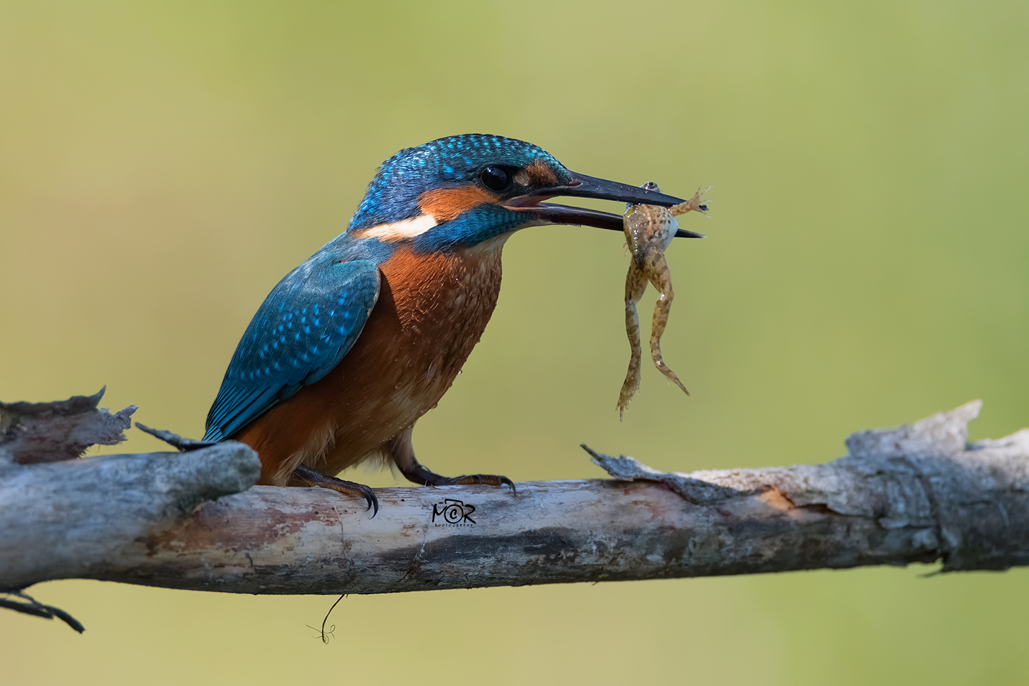 Kingfisher Common (Alcedo atthis)