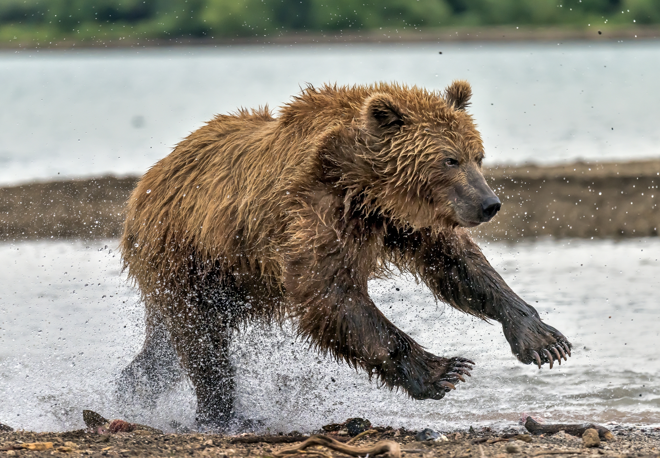 Kamchatka 2016 - La corsa