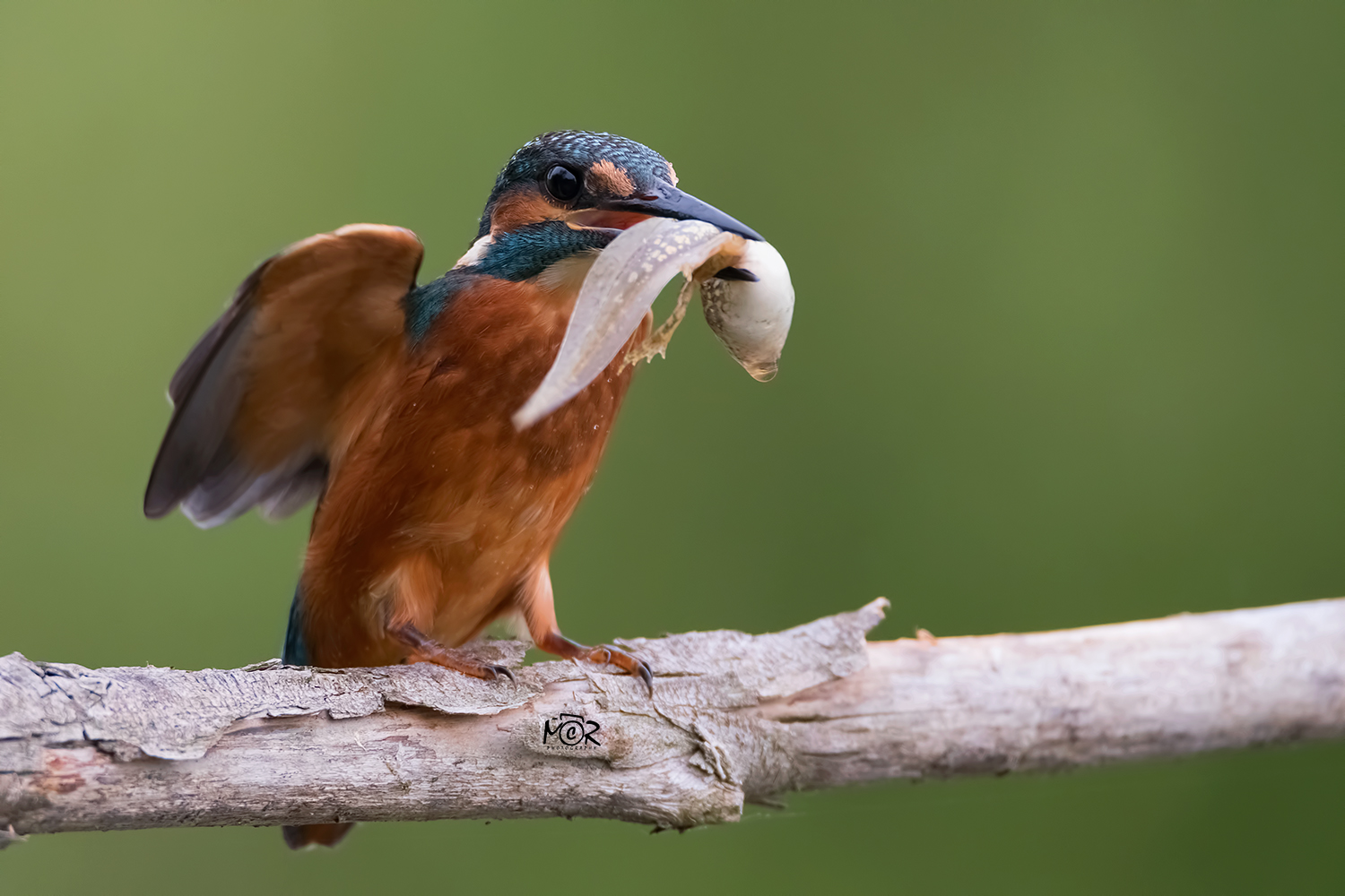 Martino with tadpole to frog (bullfrog?)