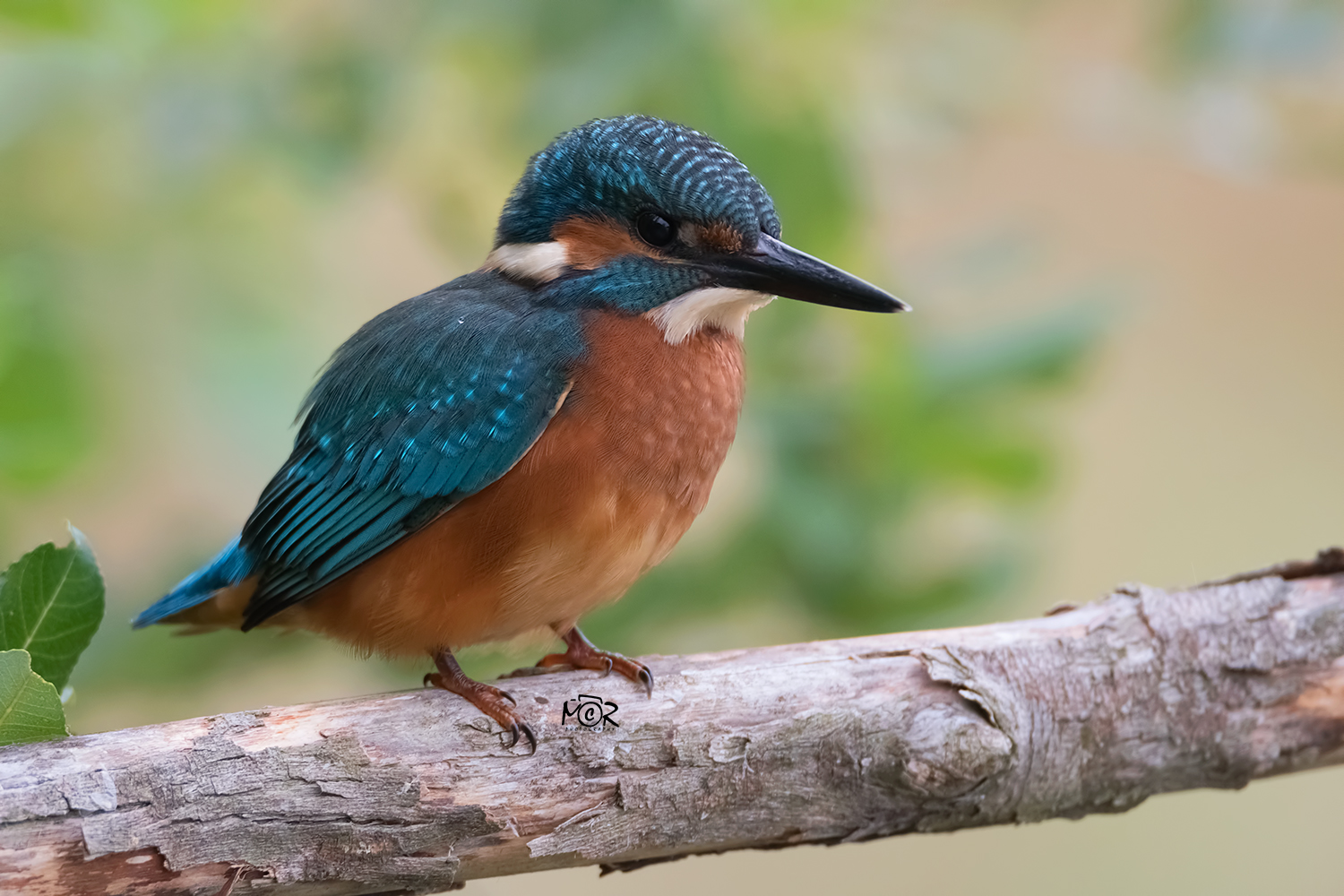 Kingfisher Common (Alcedo atthis)
