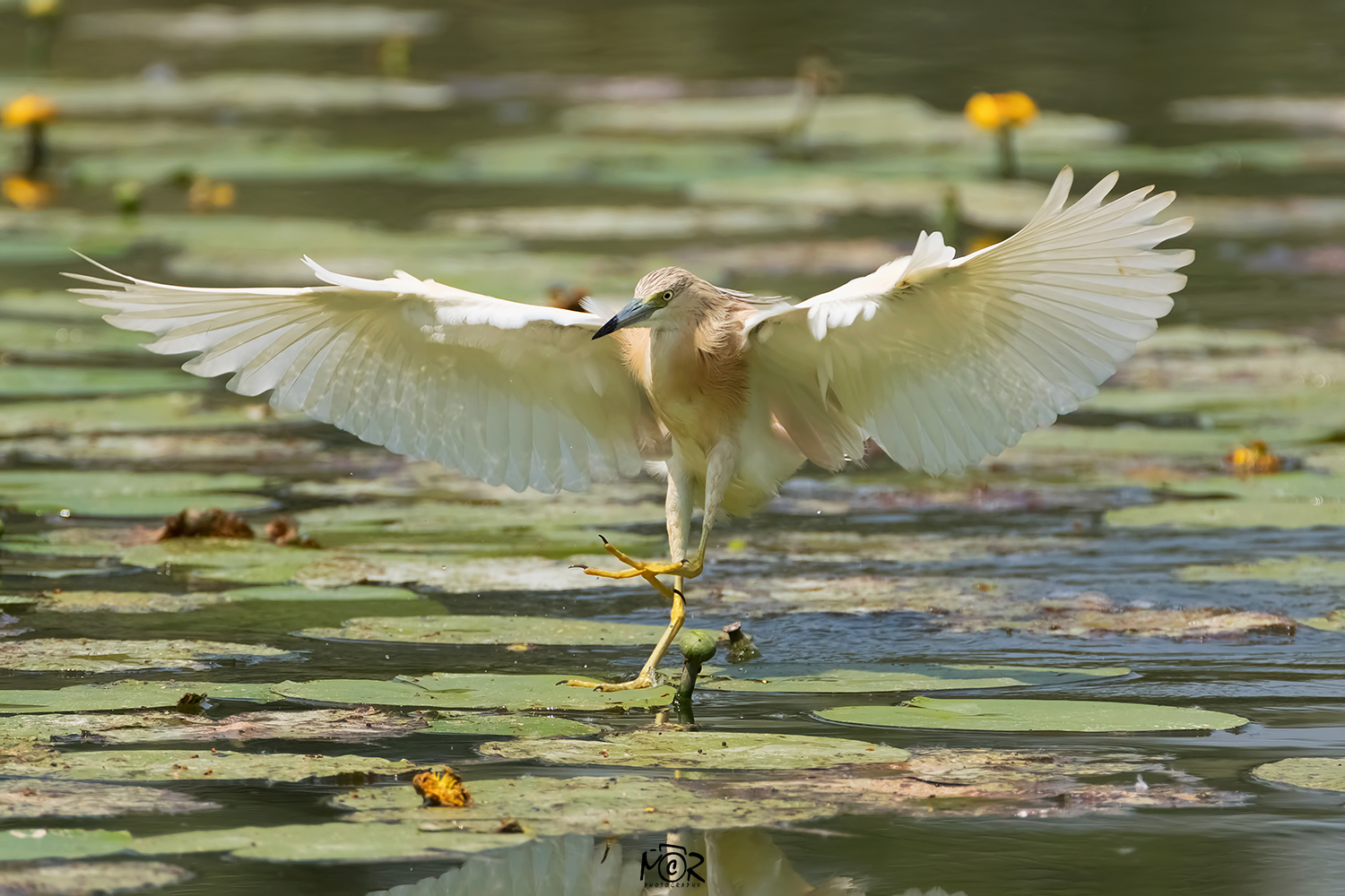 Squacco Heron (Ardeola ralloides)