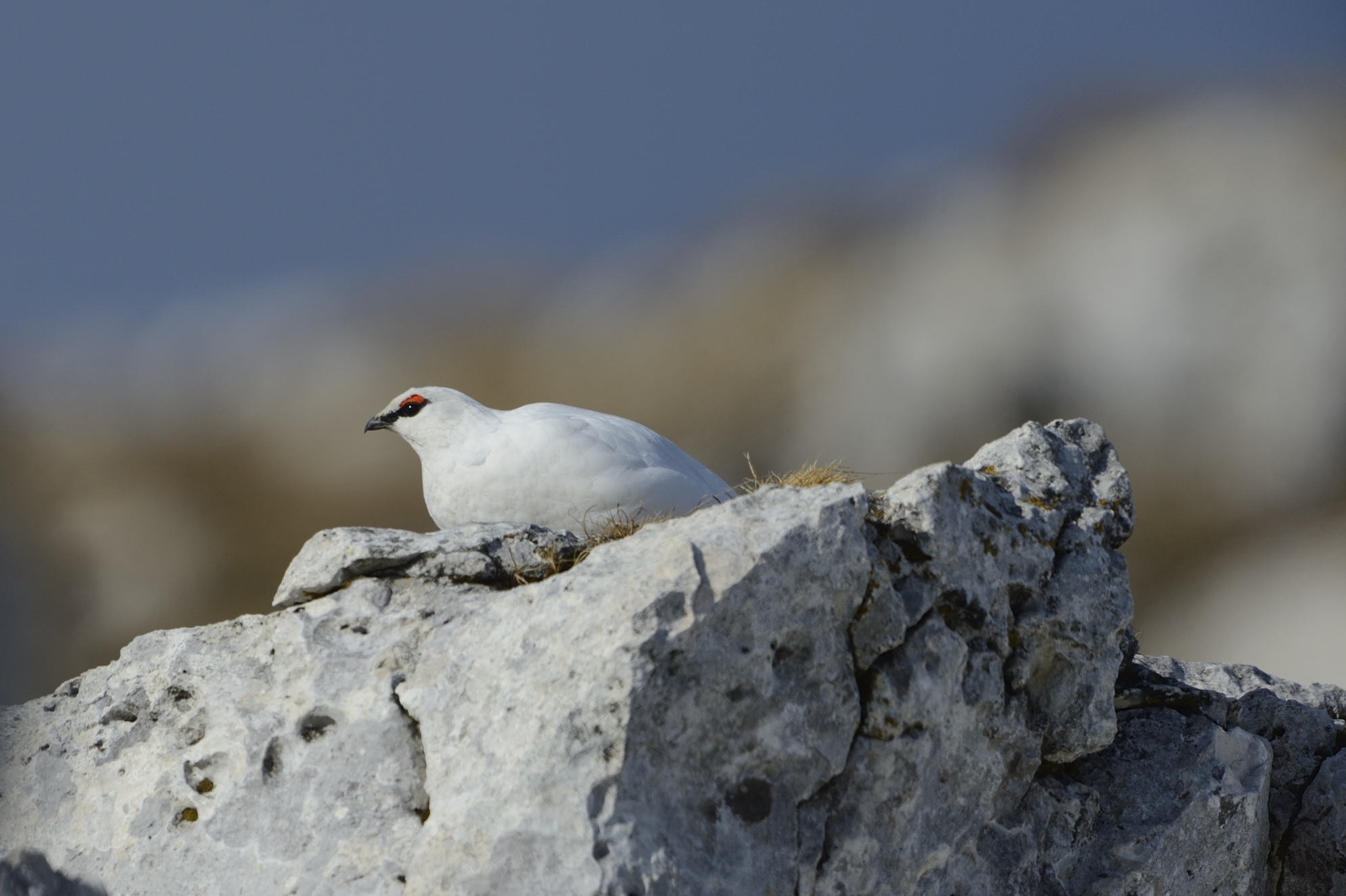 ptarmigan