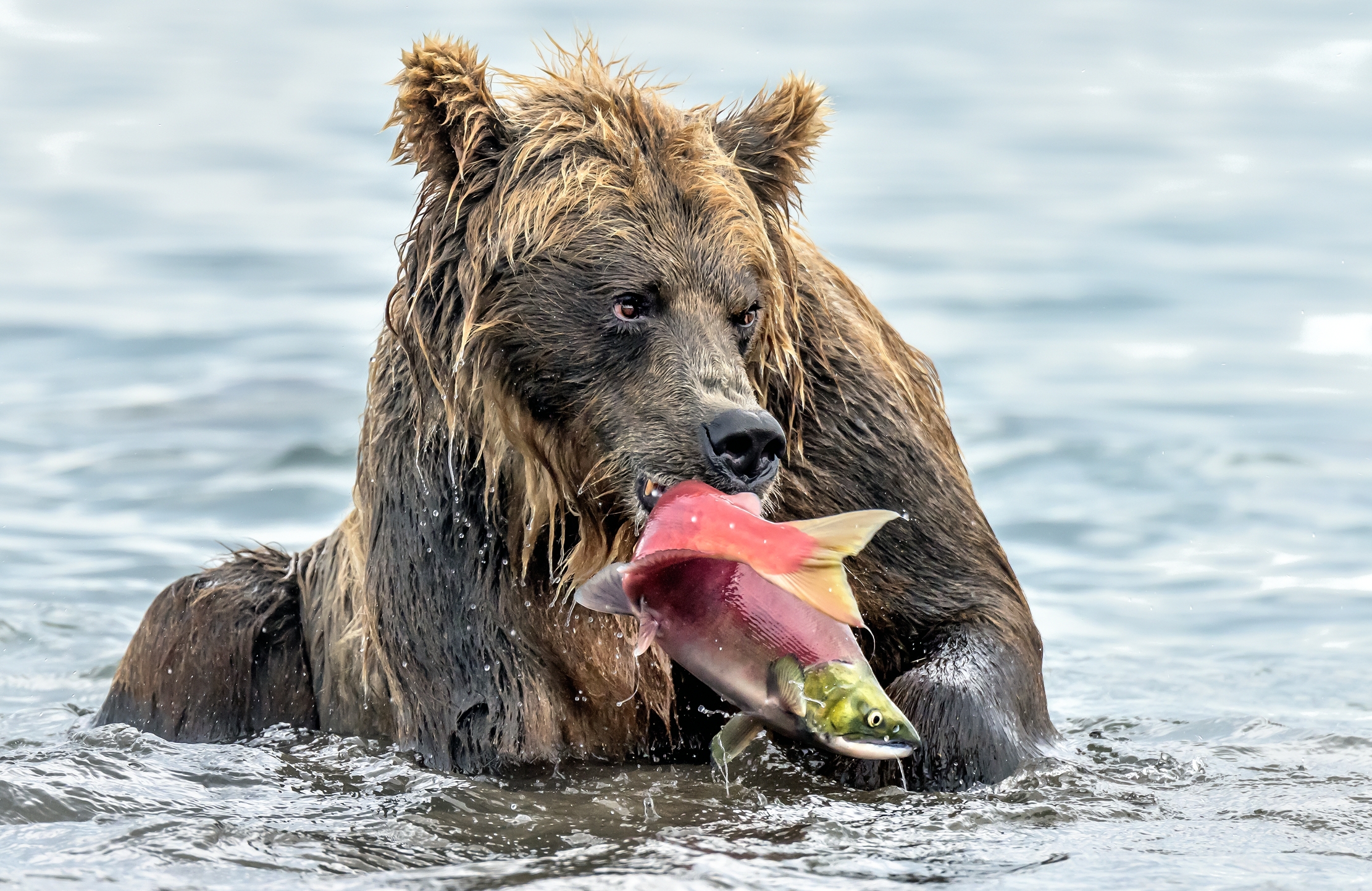 Kamchatka 2016 - Merenda