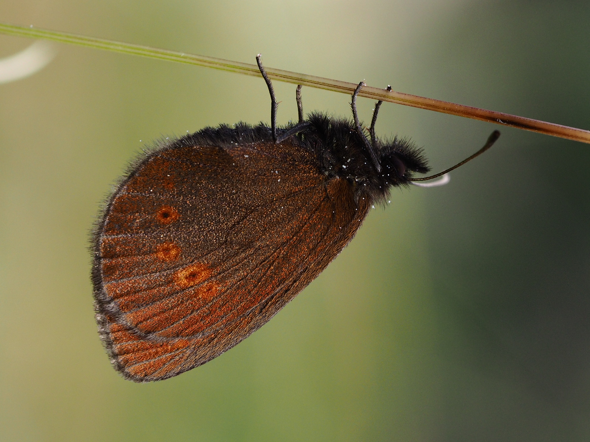 Erebia delle morene