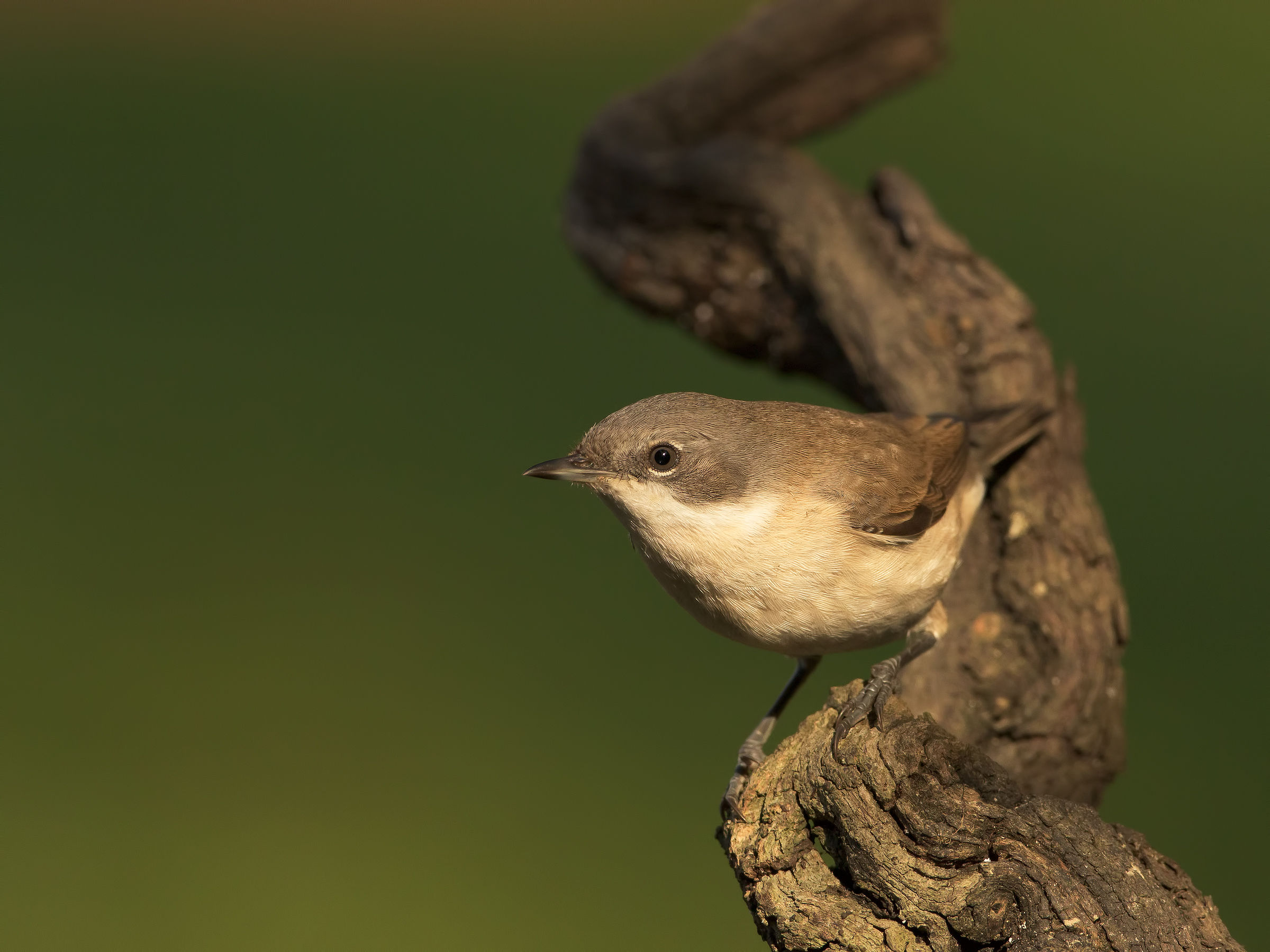 Whitethroat