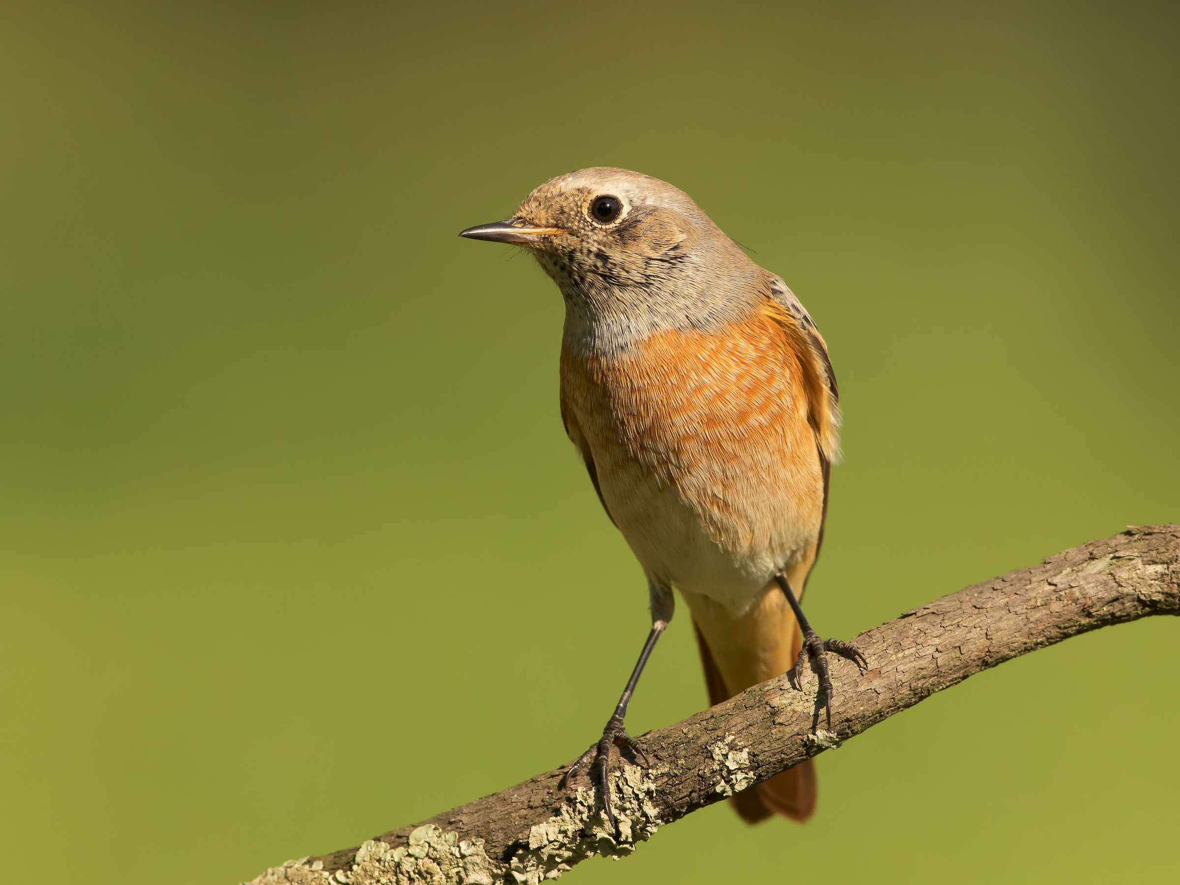 redstart