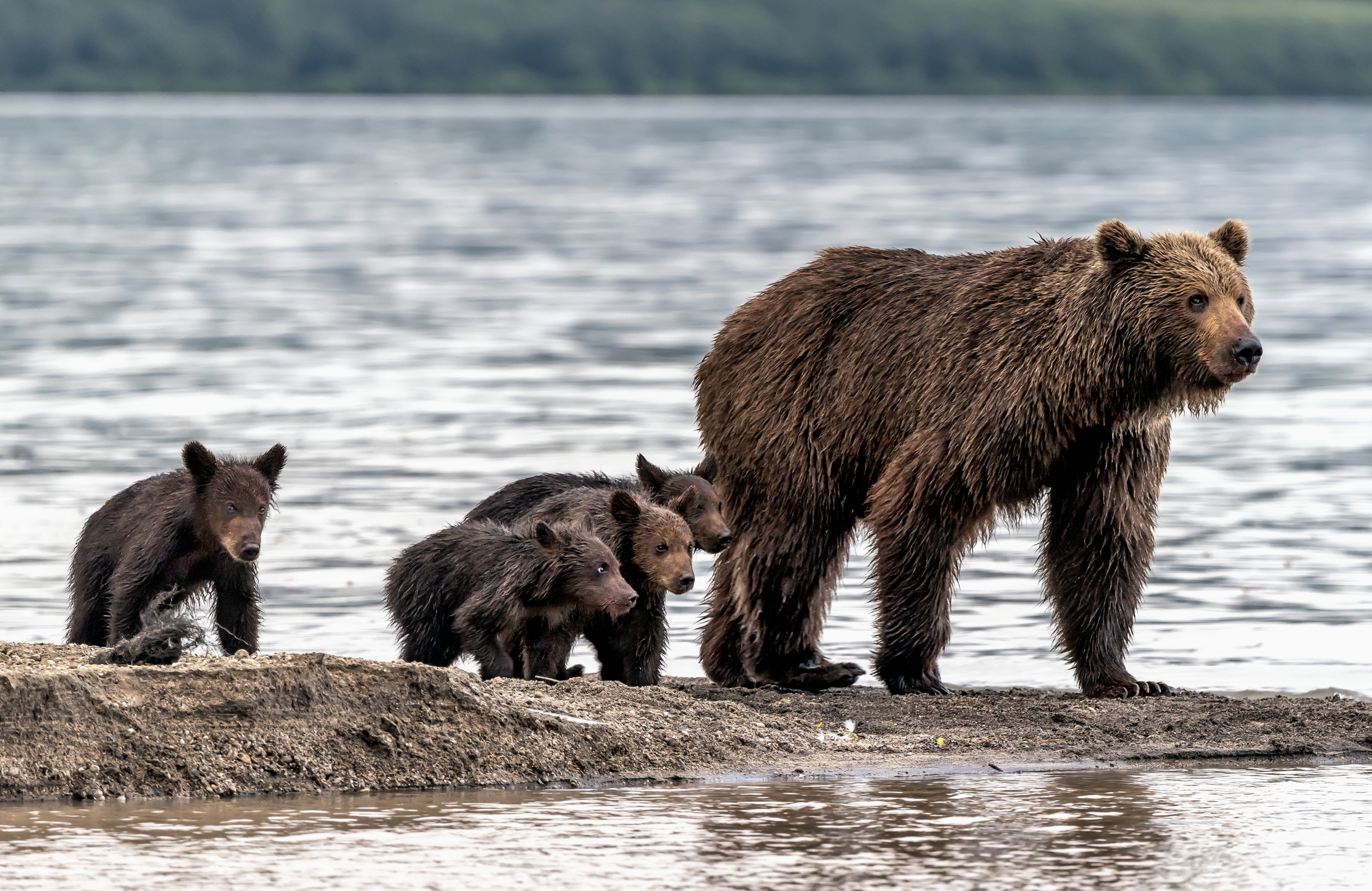 Kamchatka 2016 - Family