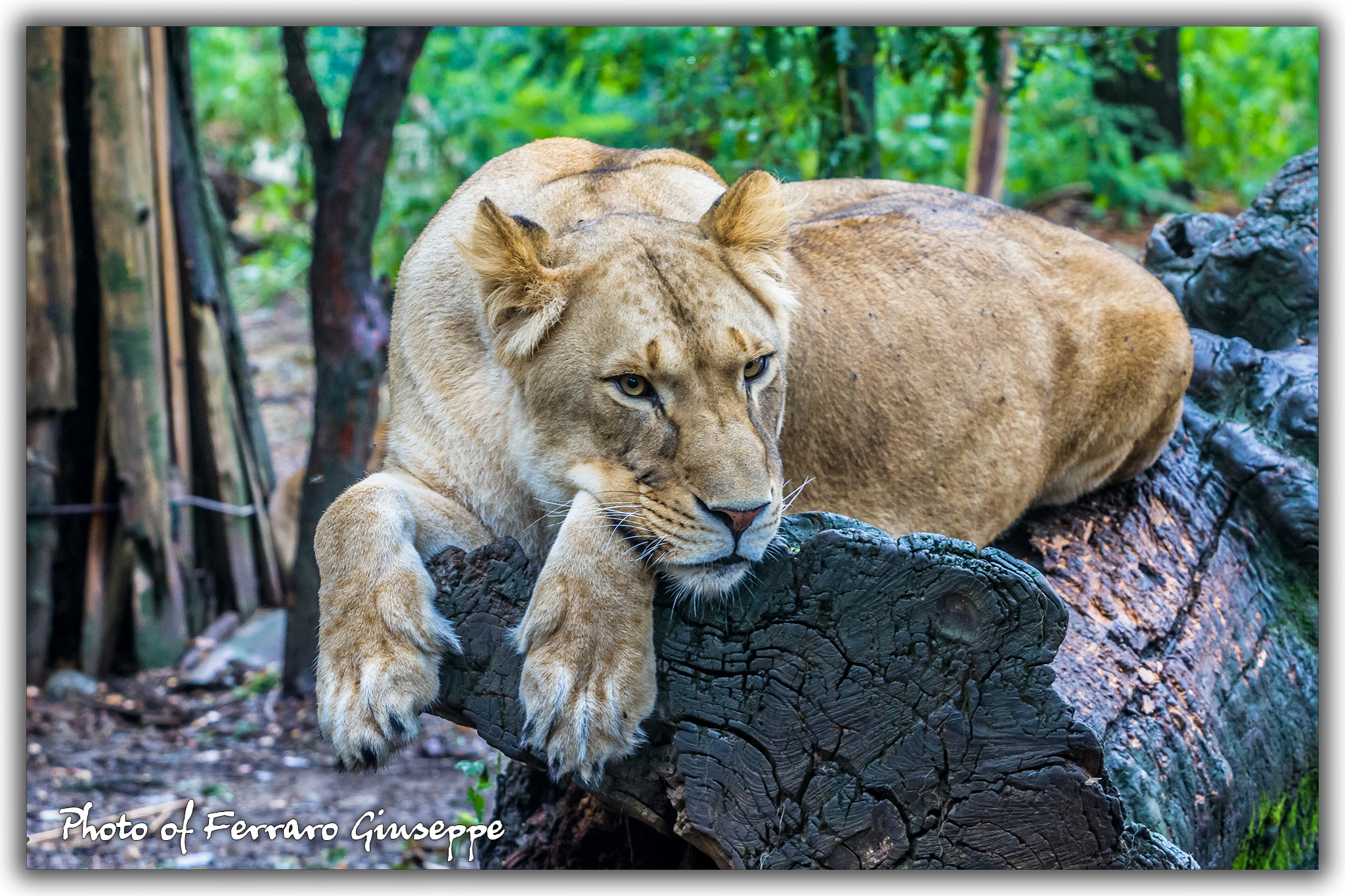 Lioness - Zoo Pistoia
