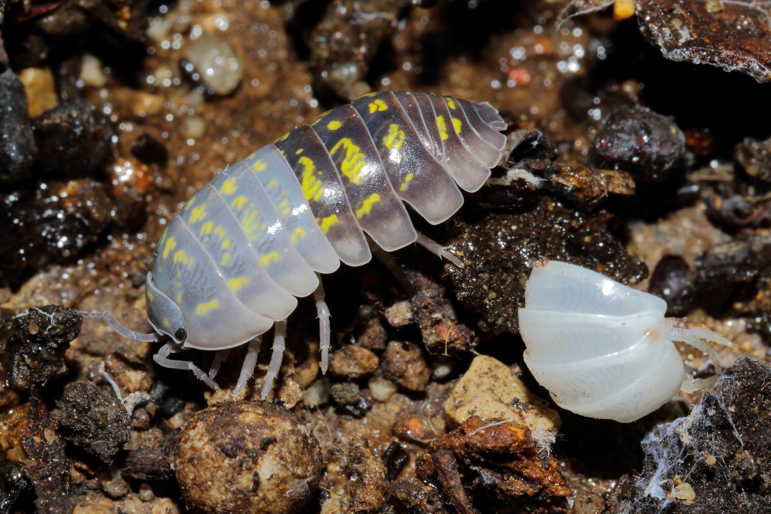 Il porcellino di terra cambia vestito