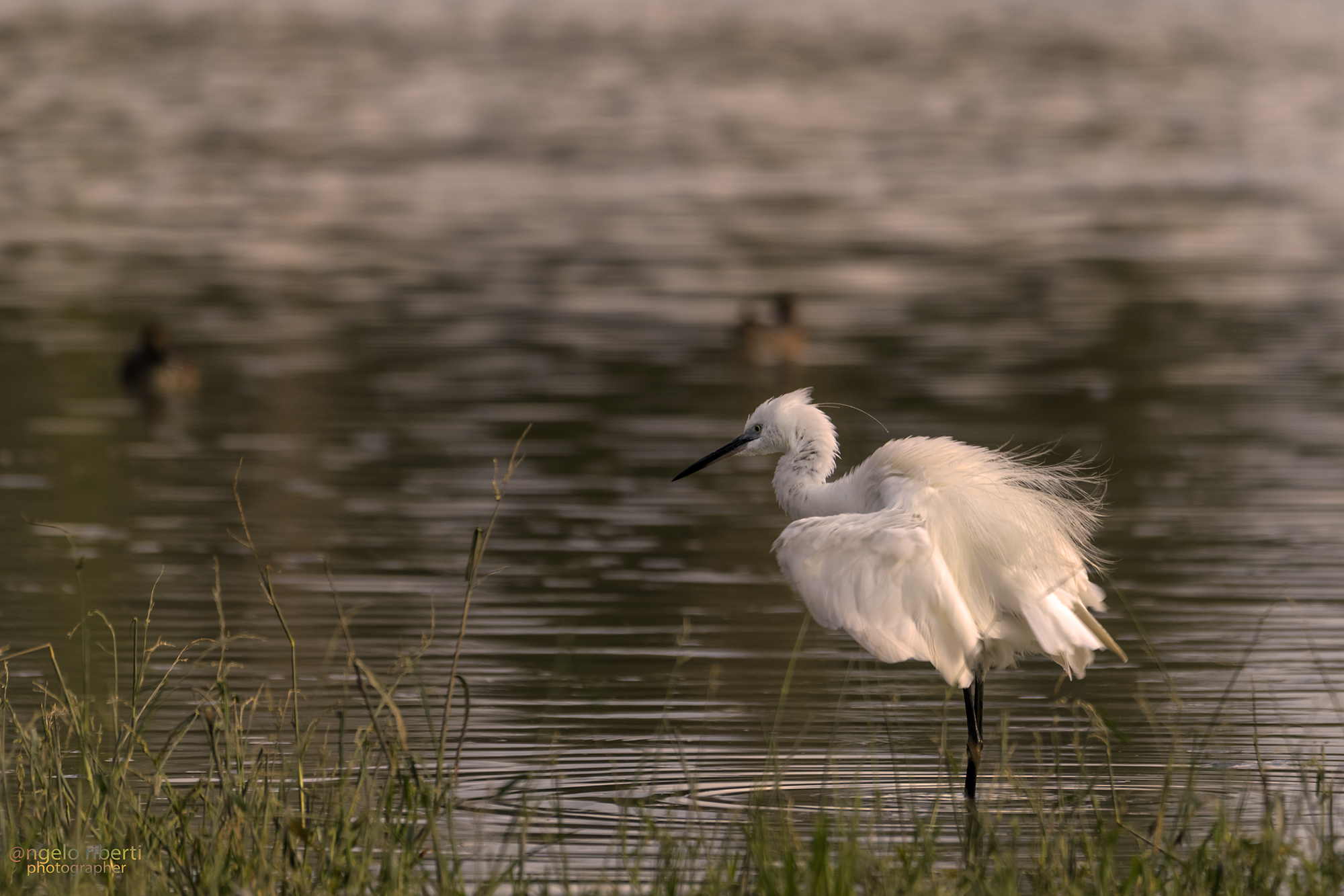 Egret in the evening ...