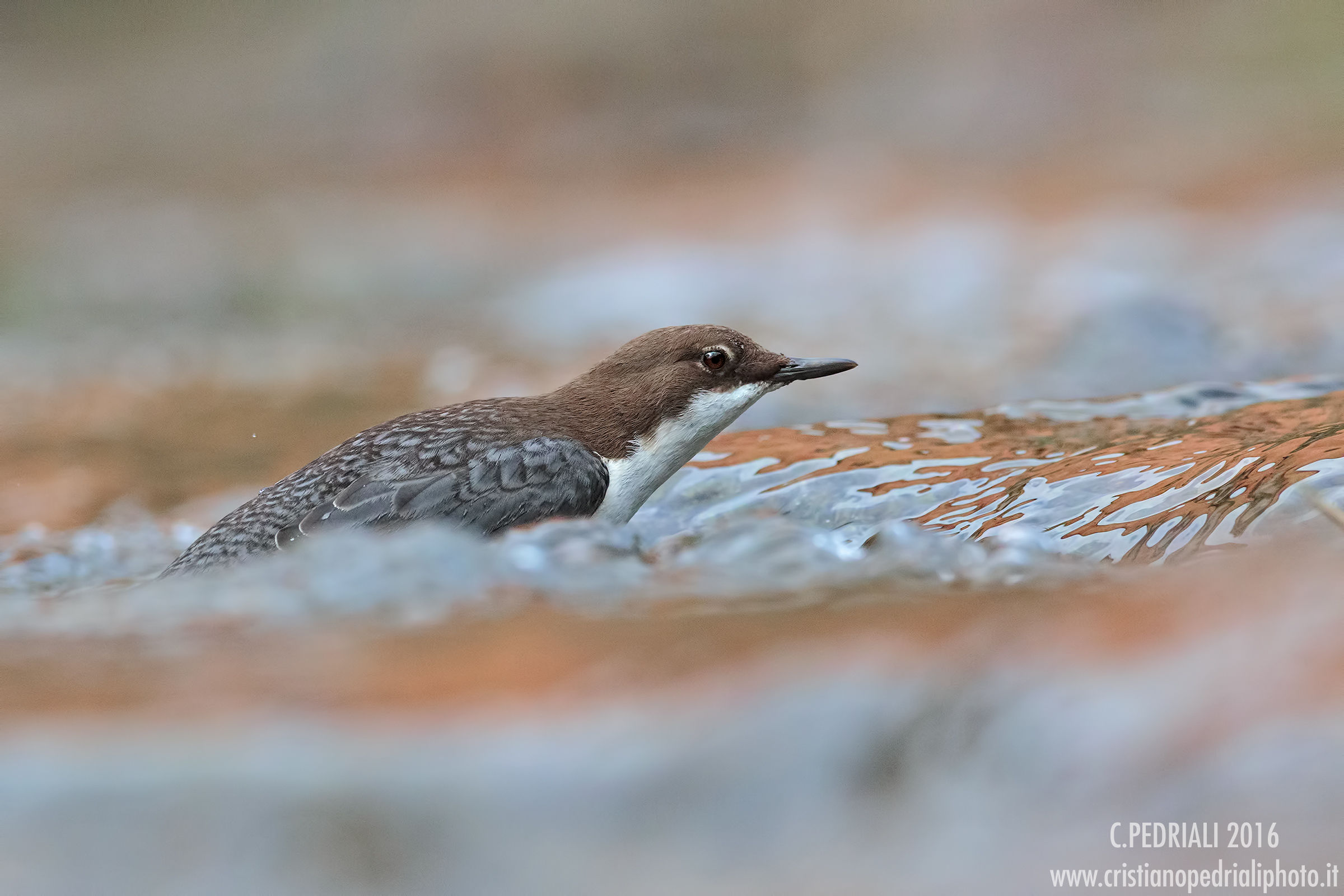 The ski ... (dipper)