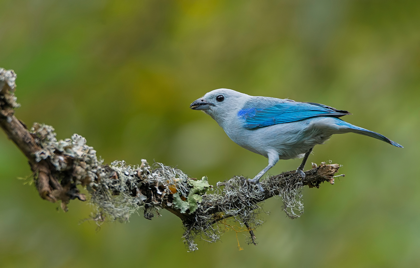 Finally an Thraupis episcopus.