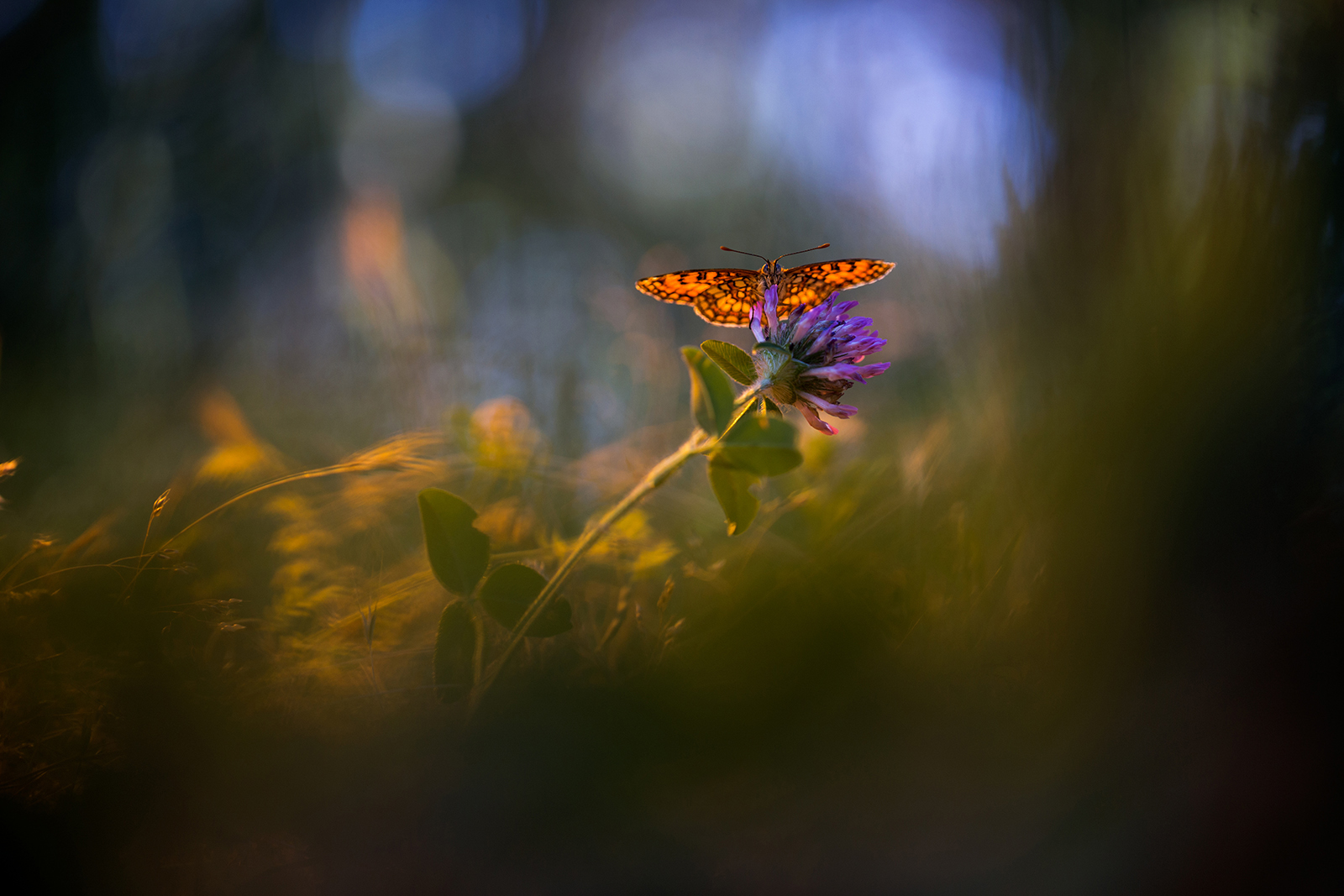 Face To Face (Niobe Fritillary)
