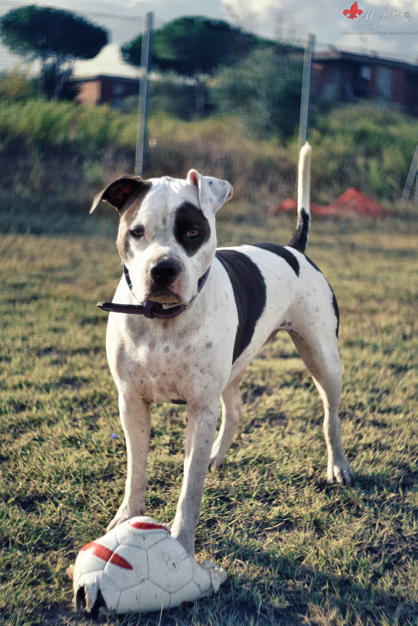 Kora My love ...... old style