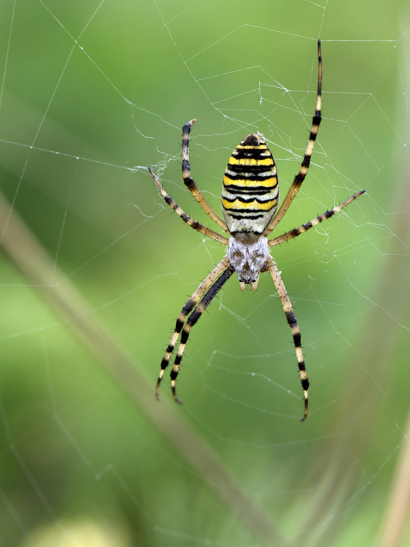 wasp spider