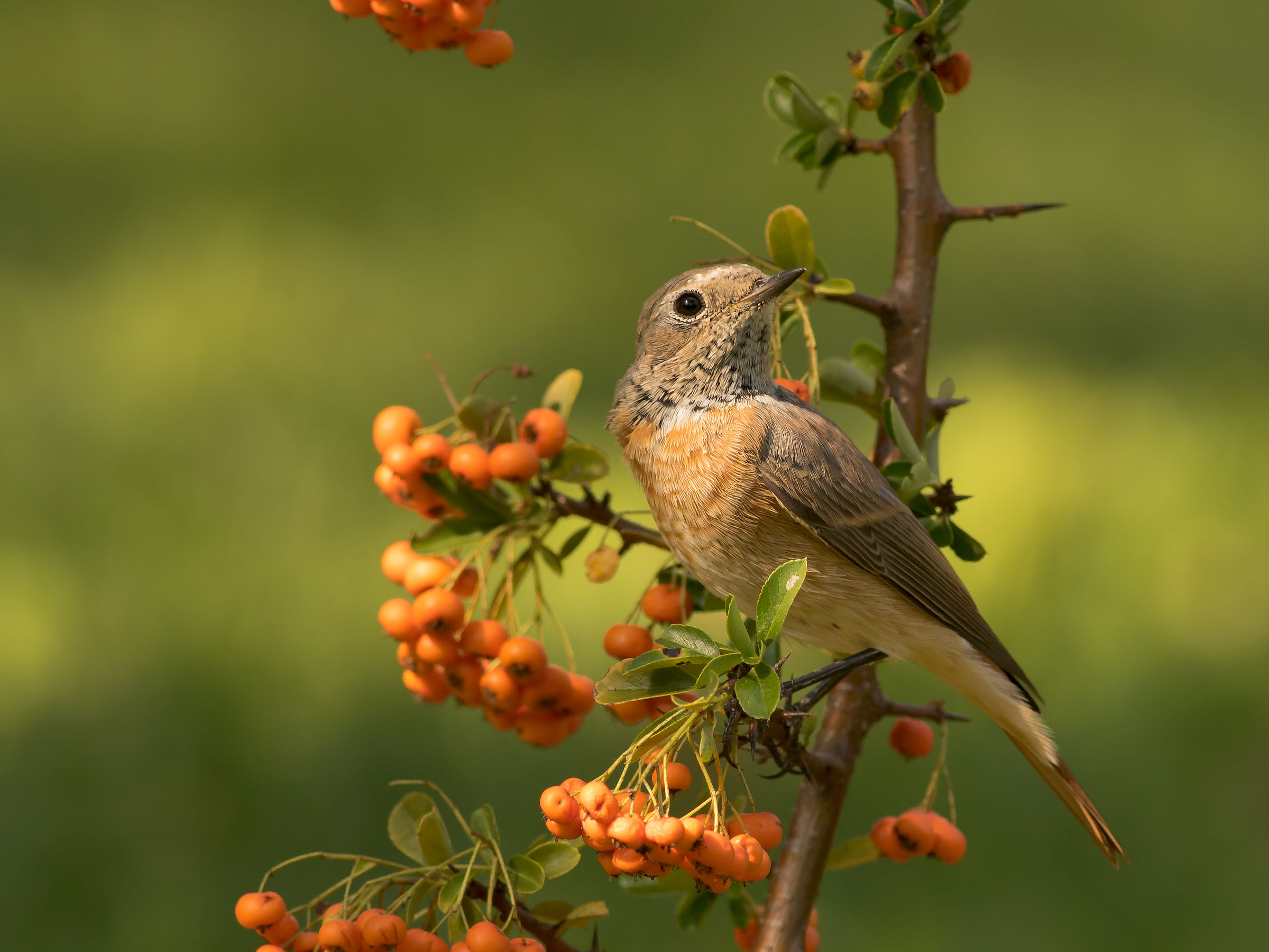 redstart juv