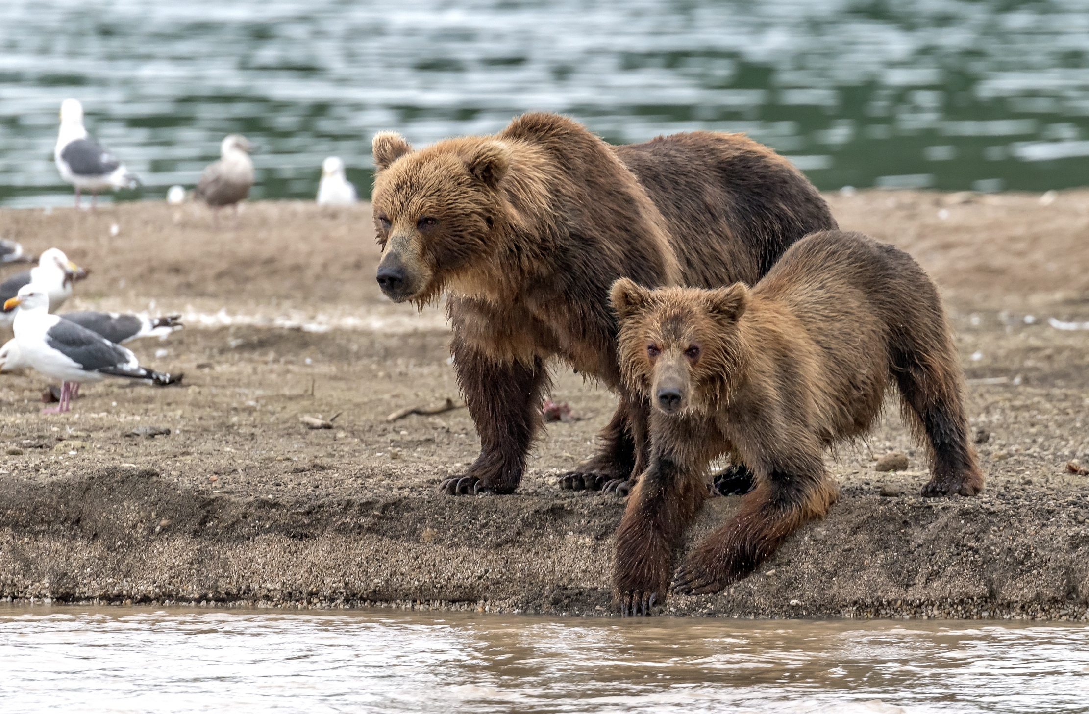Kamchatka 2016 - Bears