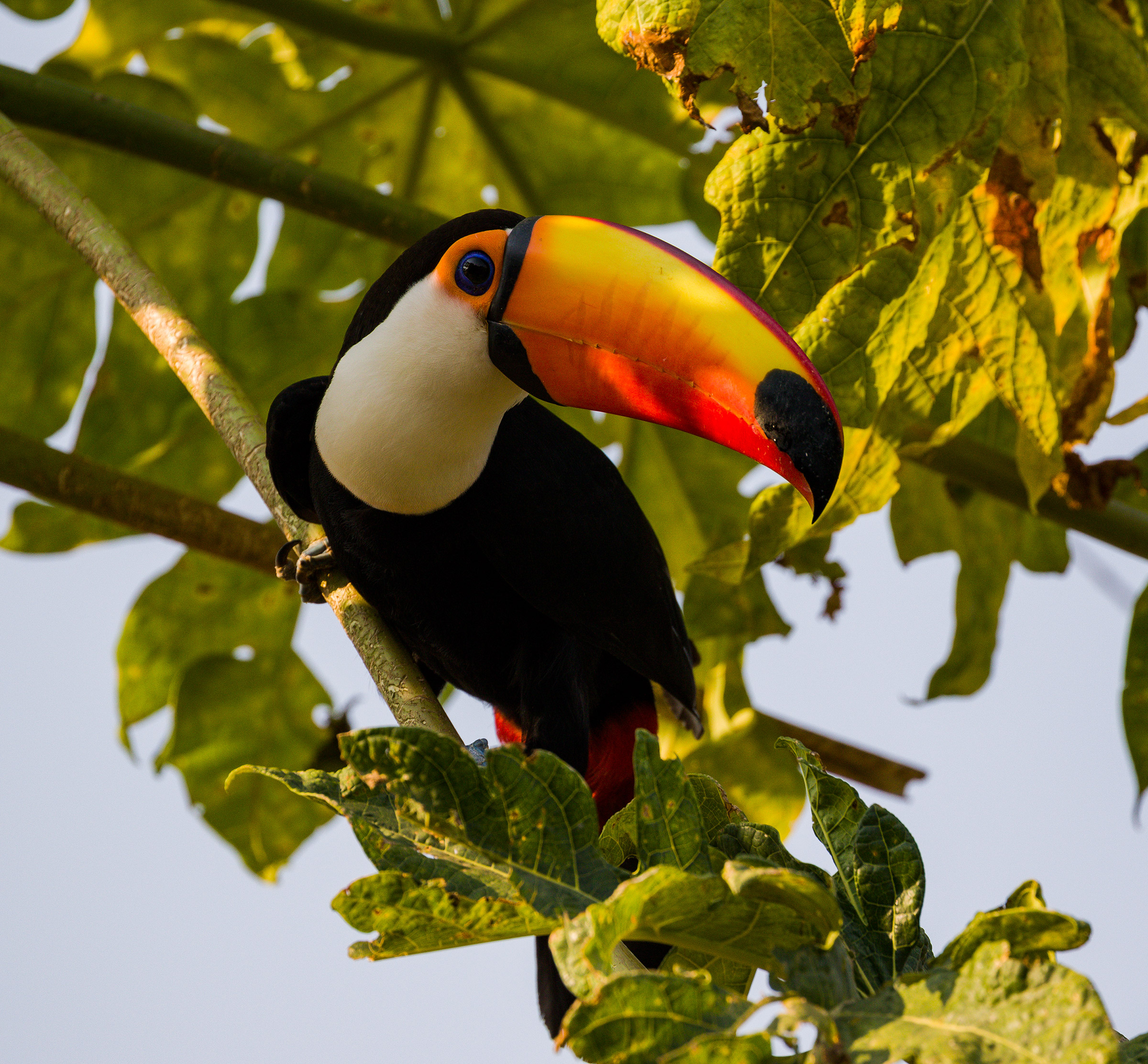 The colors of the toucan