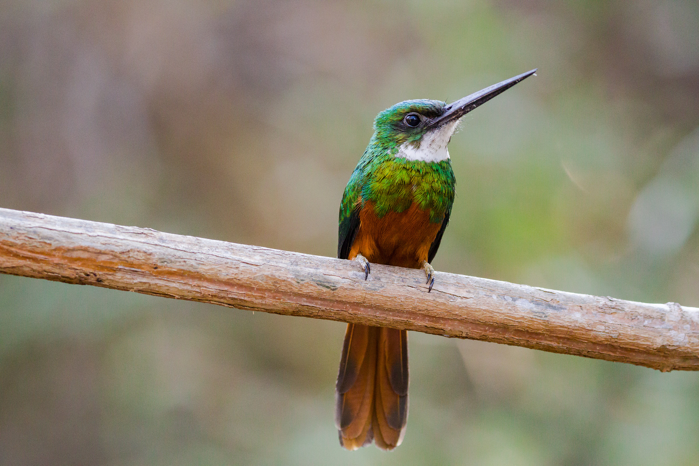 Jacamar red tail