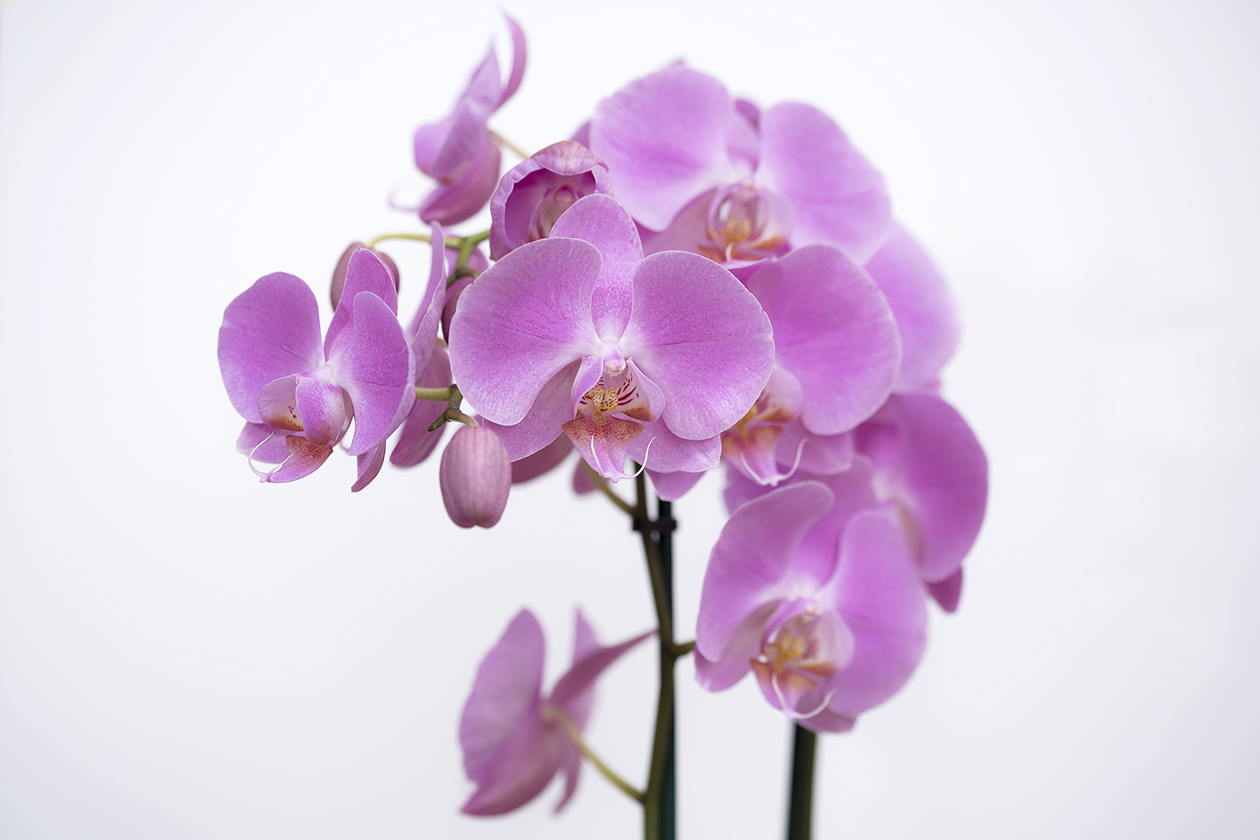 orchidea 2