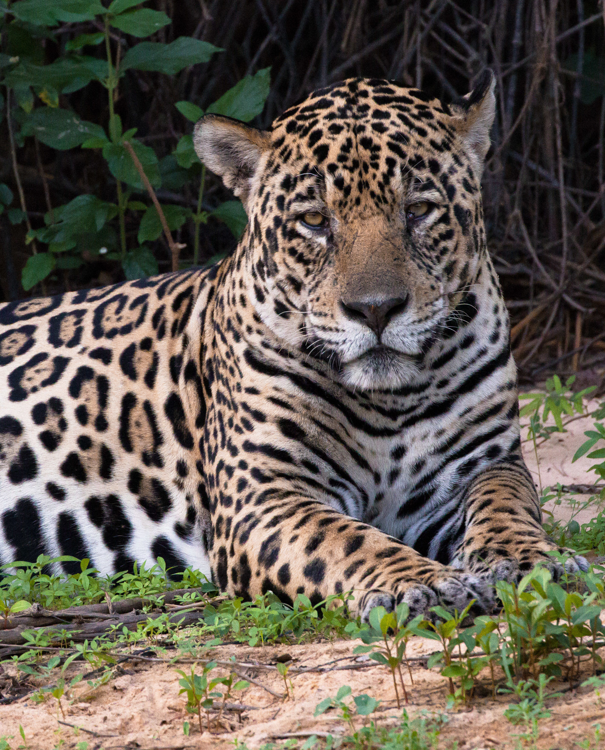 Jaguar: portrait