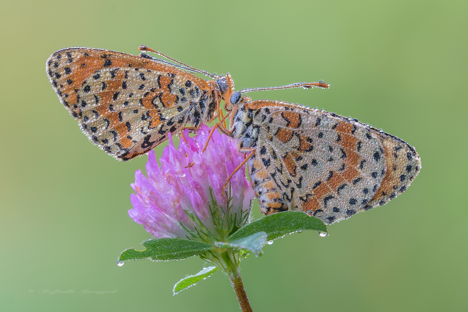 Dear, you have something to dry ....?