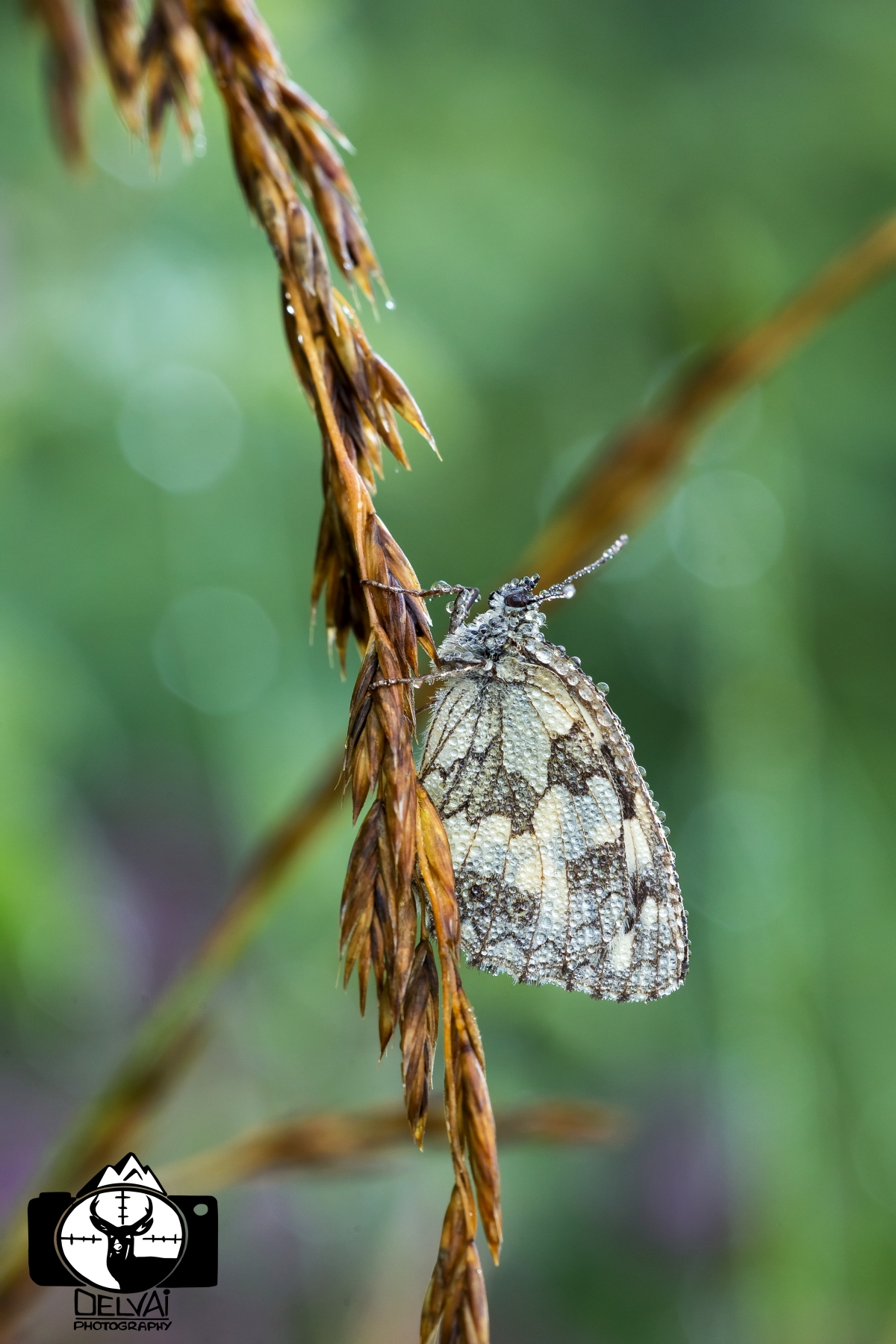 Melanargia Ghalatea